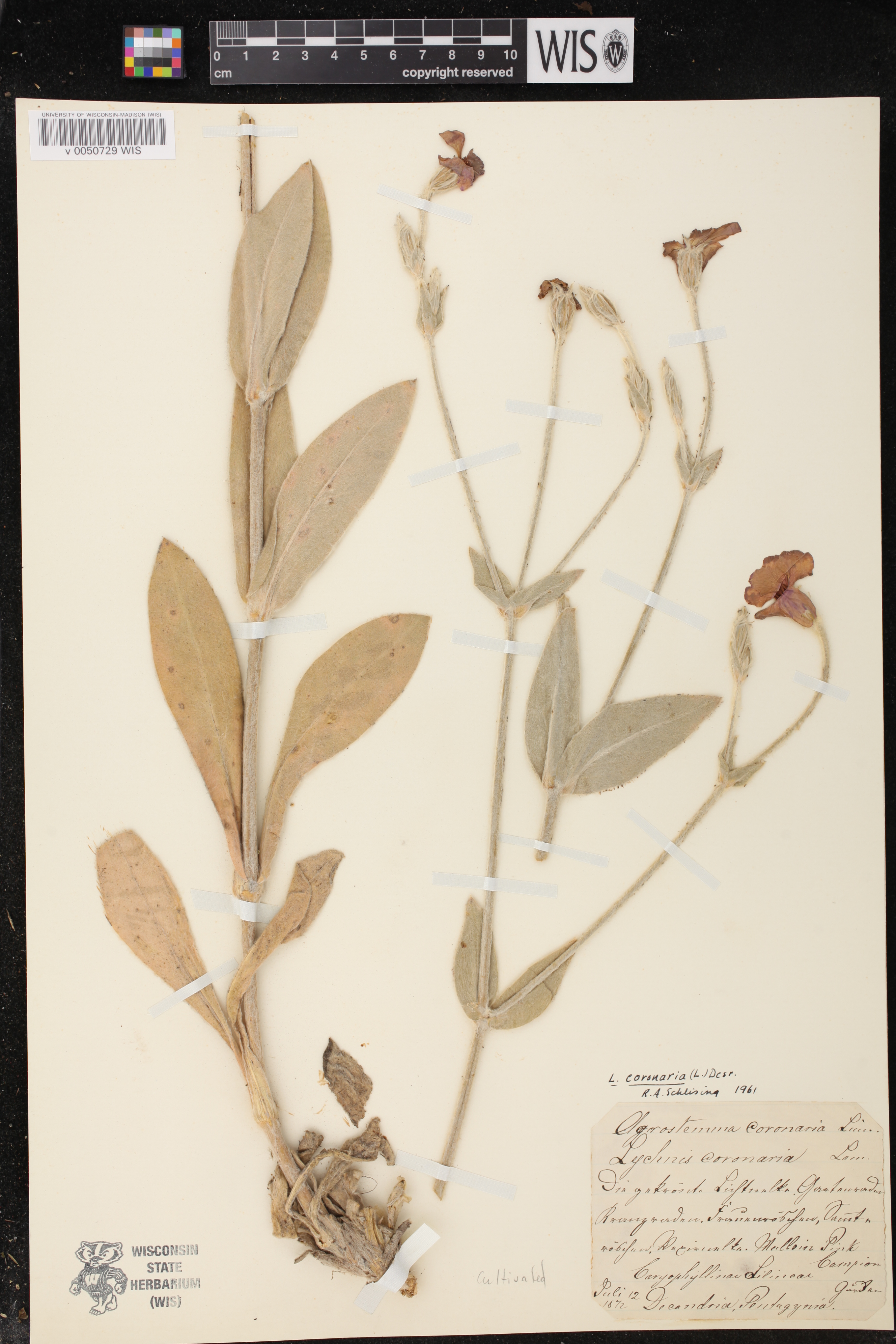 Image of Silene coronaria
