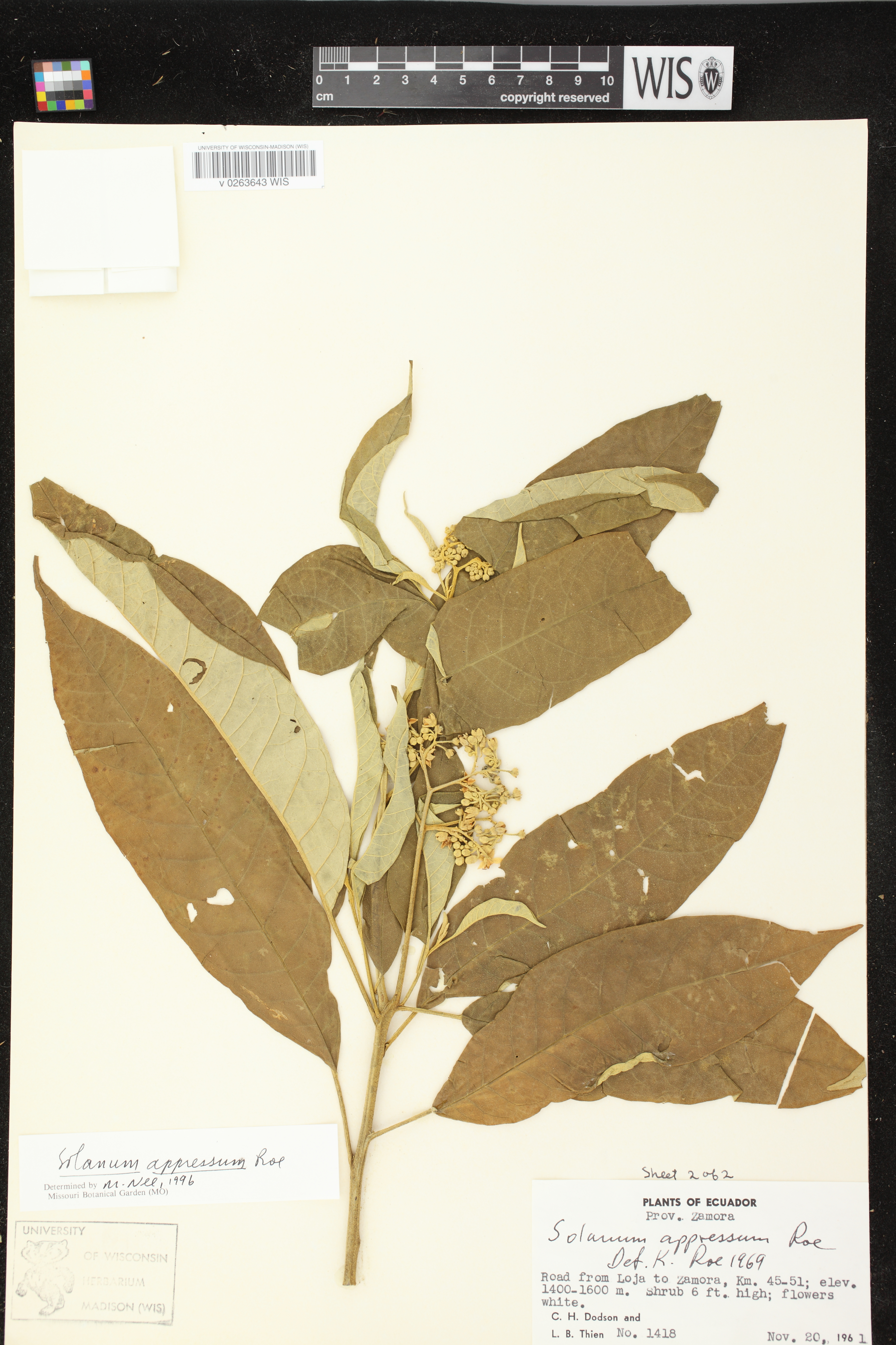 Solanum verecundum image