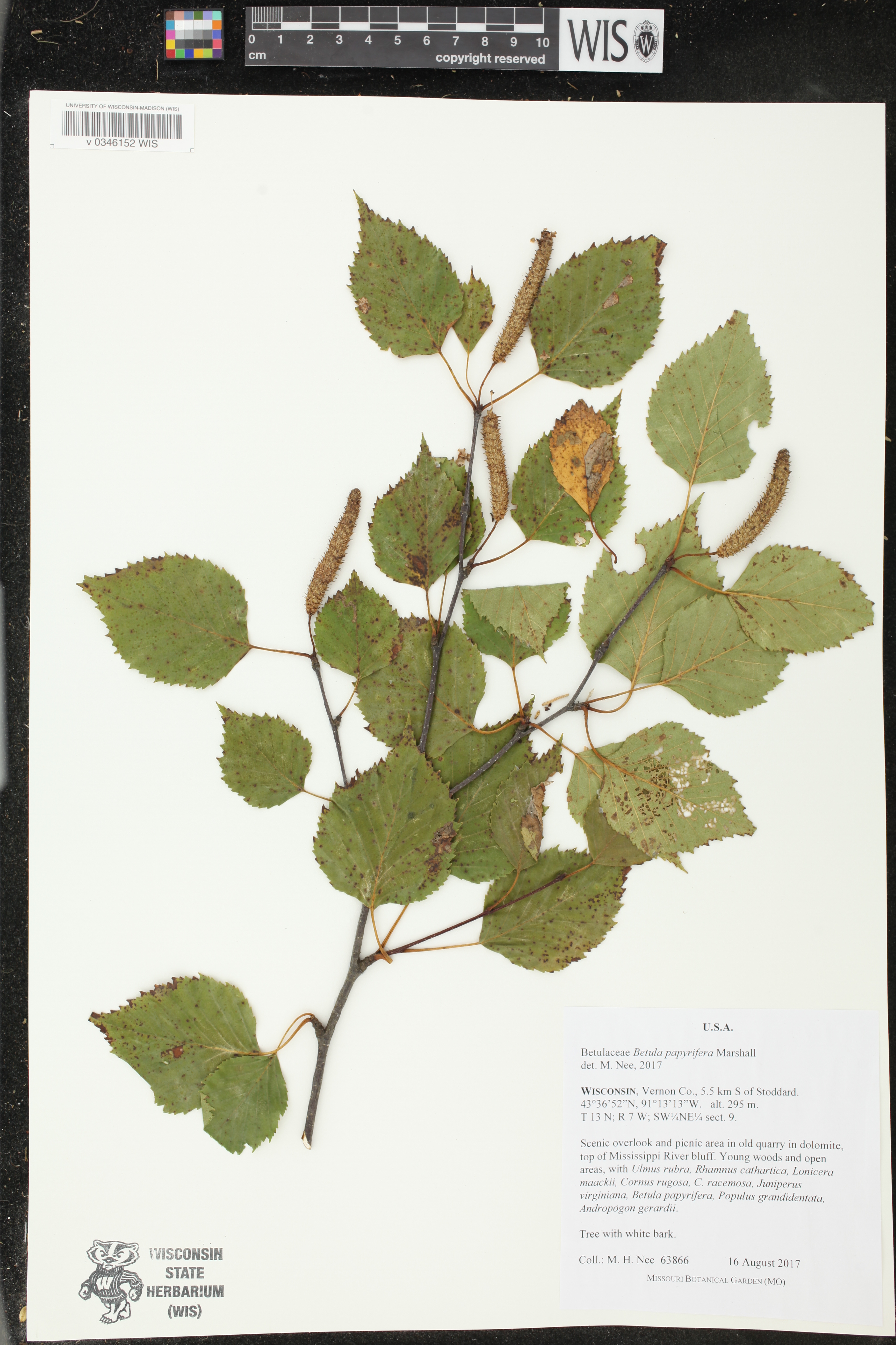 Betula papyrifera image
