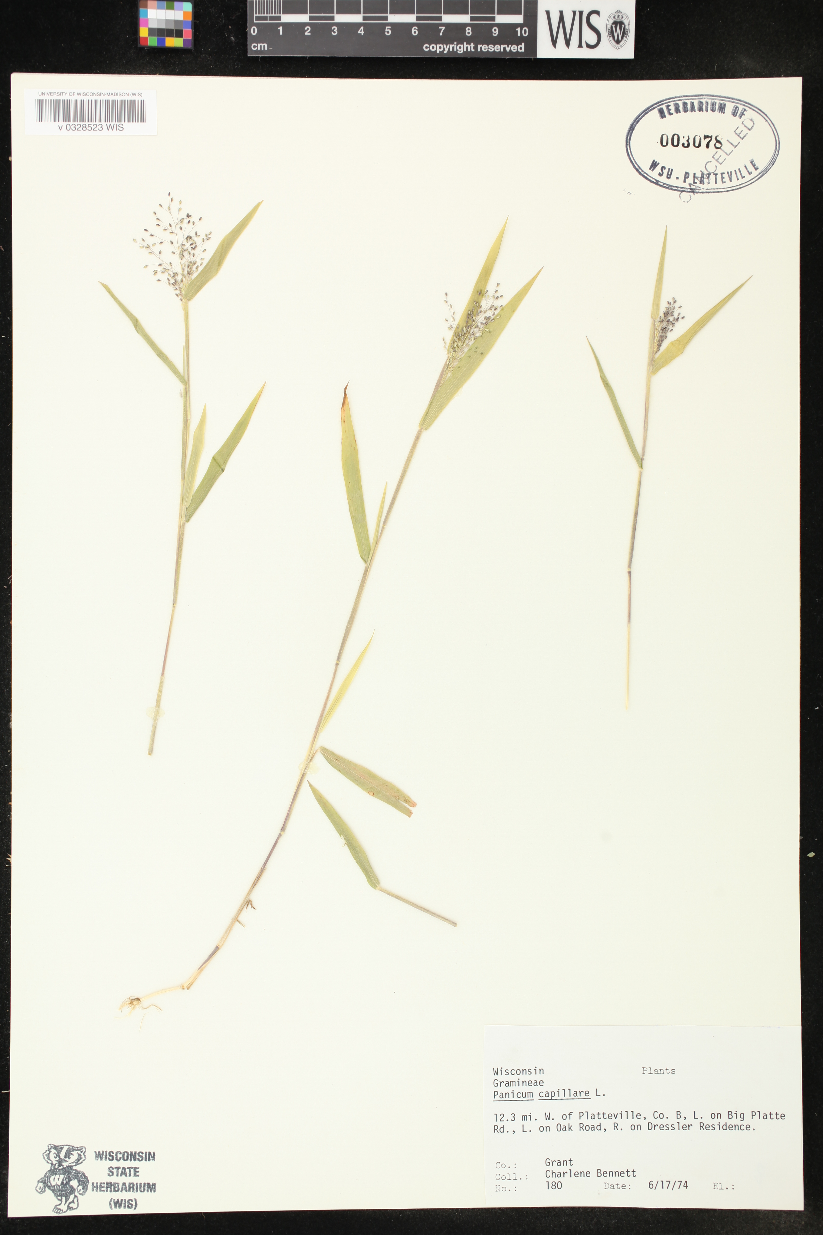 Panicum capillare subsp. capillare image