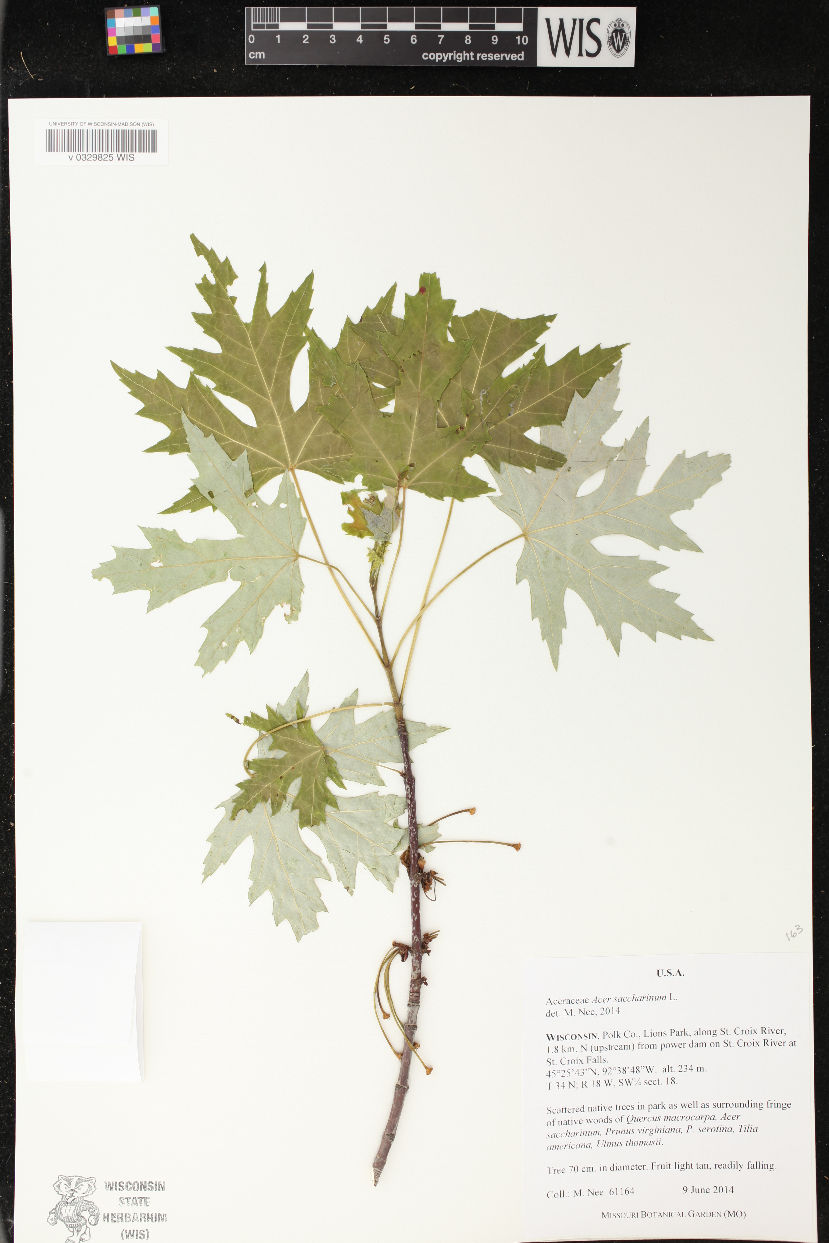 Acer saccharinum image