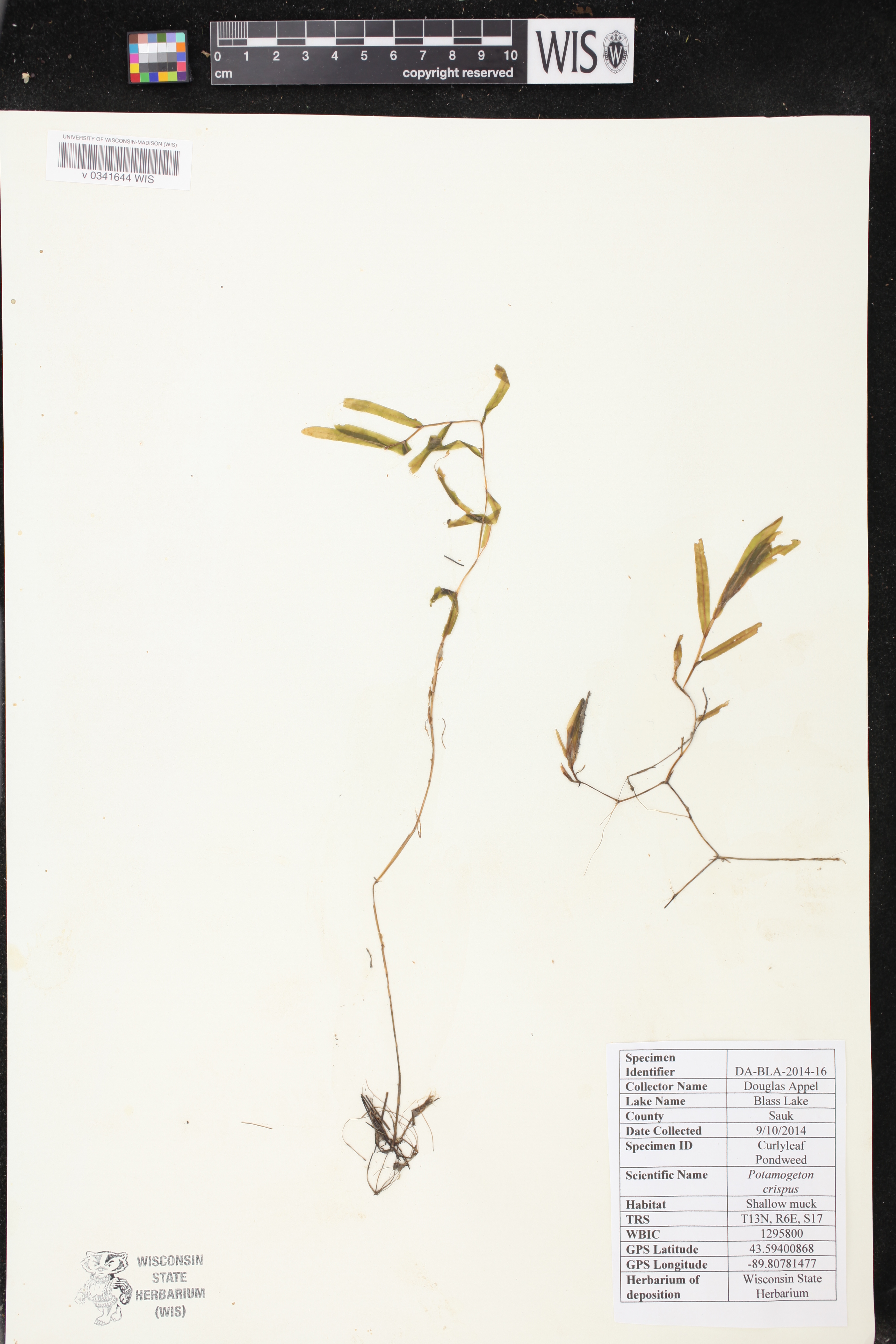 Potamogeton crispus image