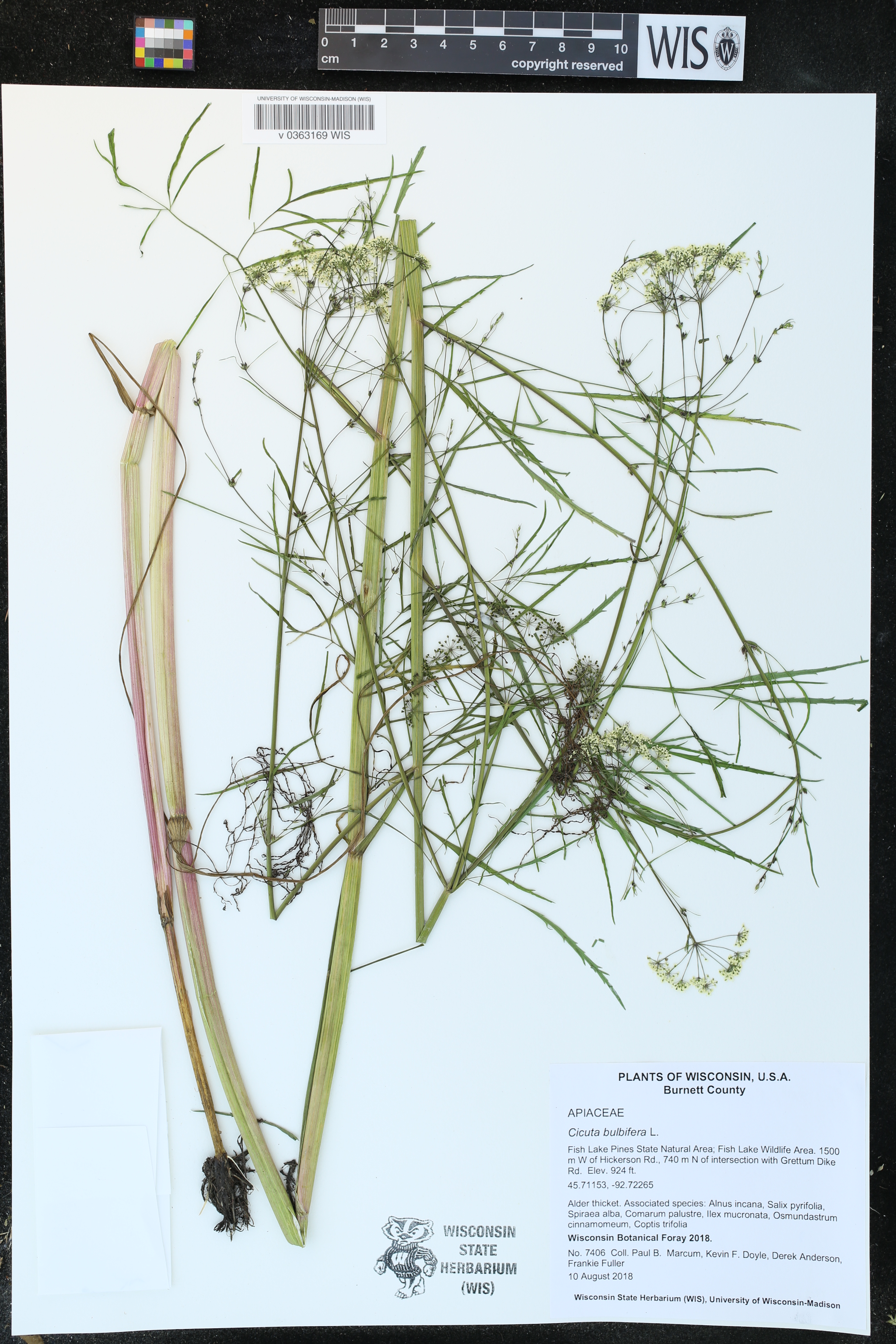 Cicuta bulbifera image