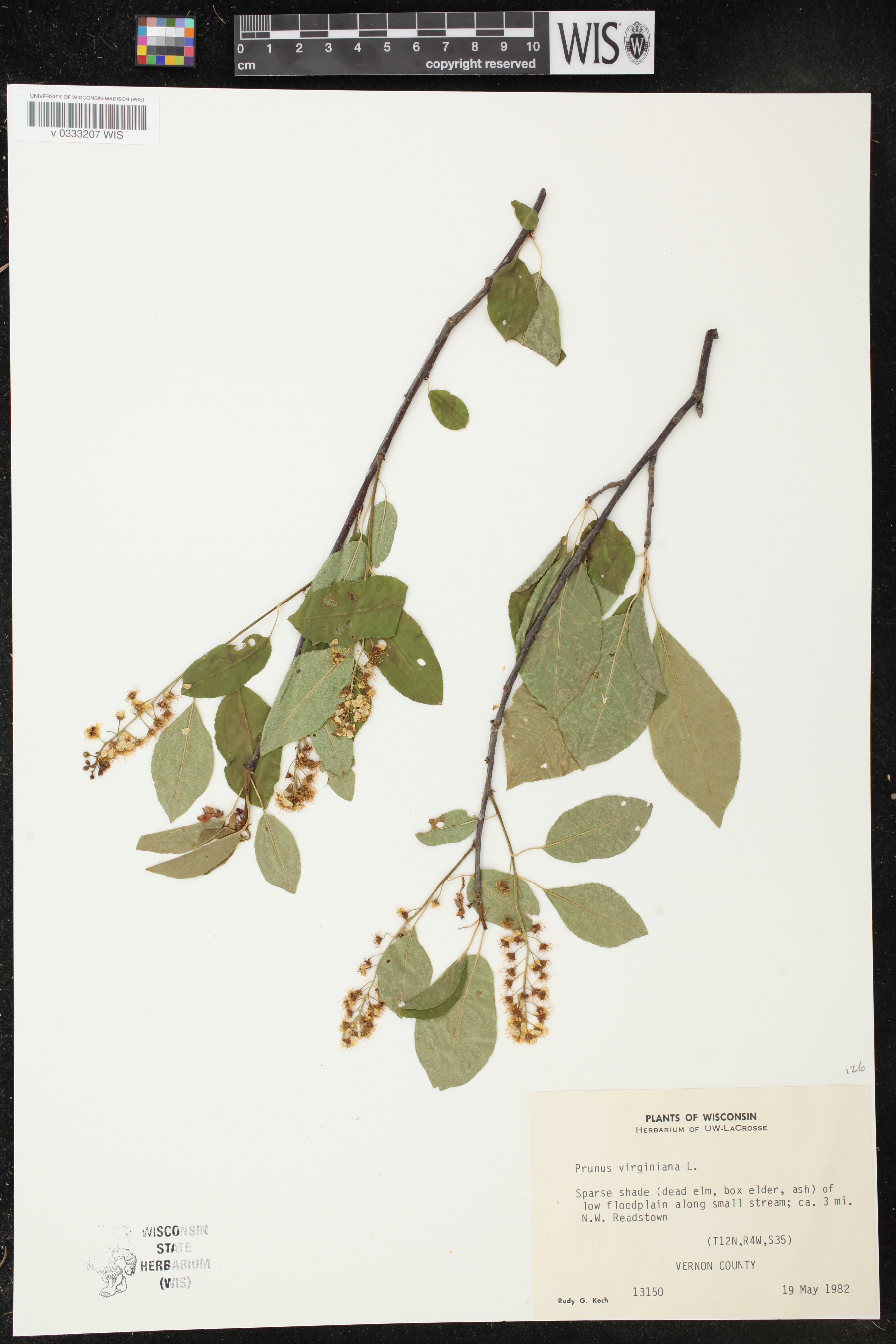 Prunus virginiana image