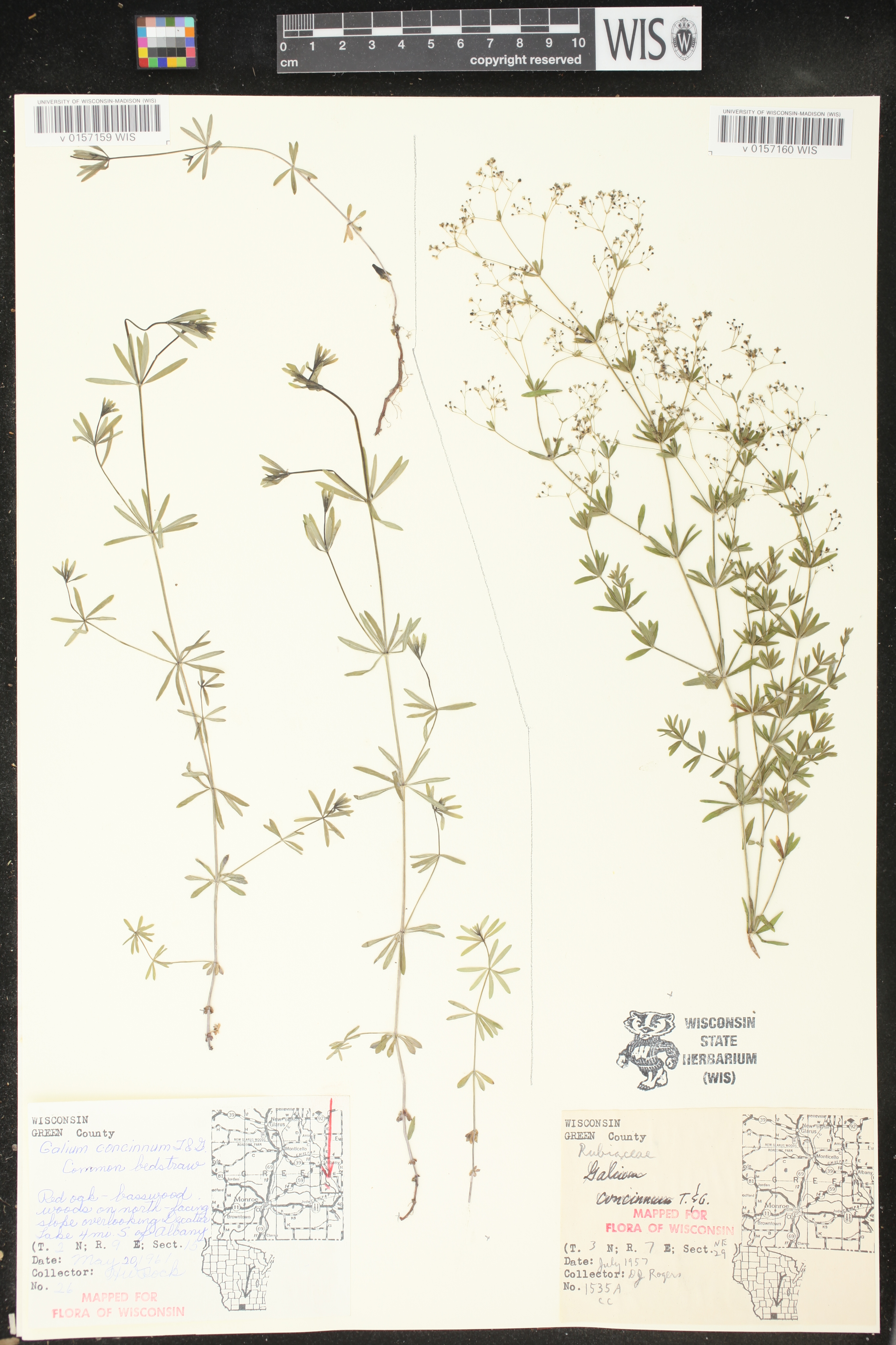 Galium concinnum image