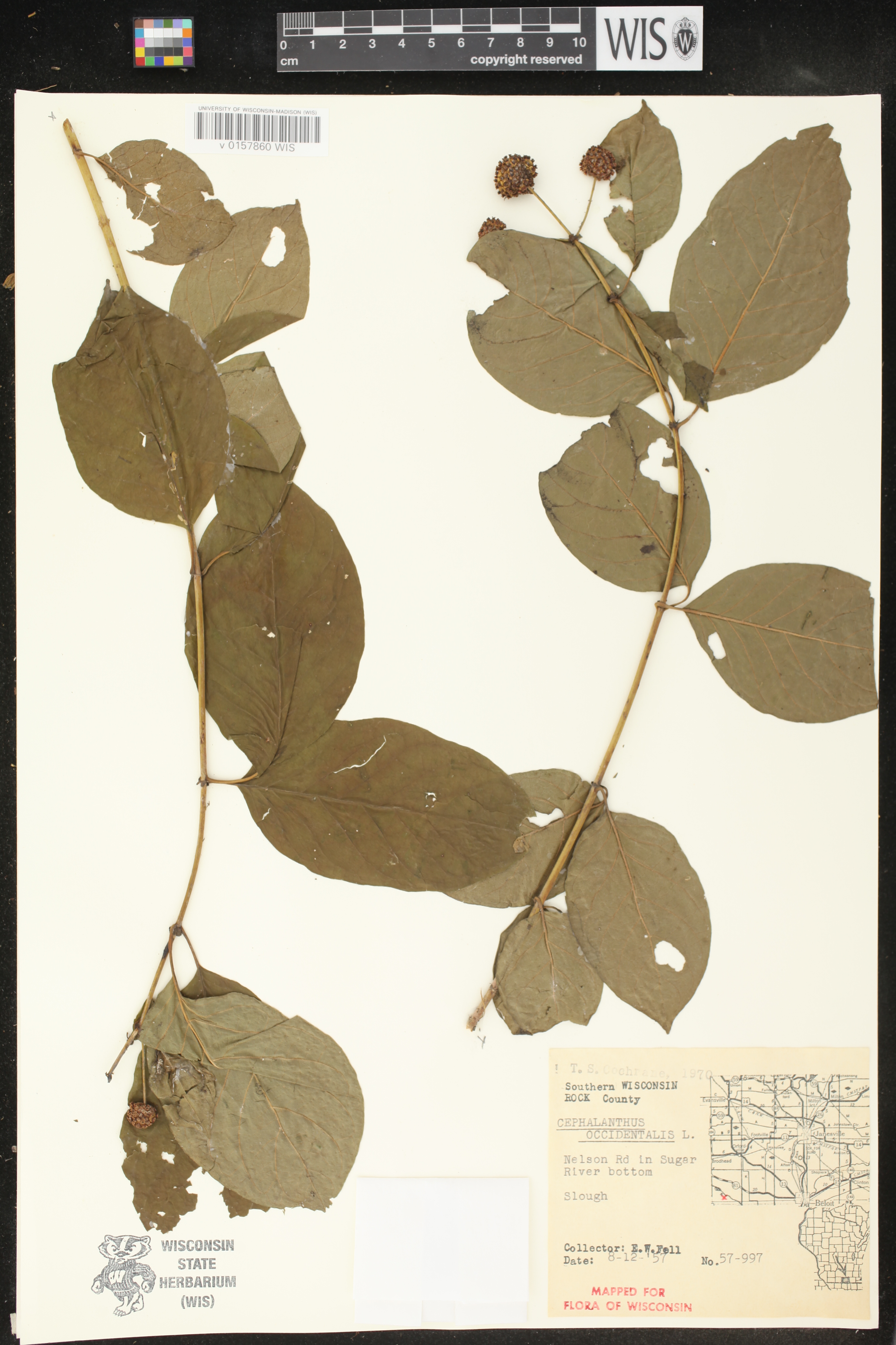 Cephalanthus occidentalis image