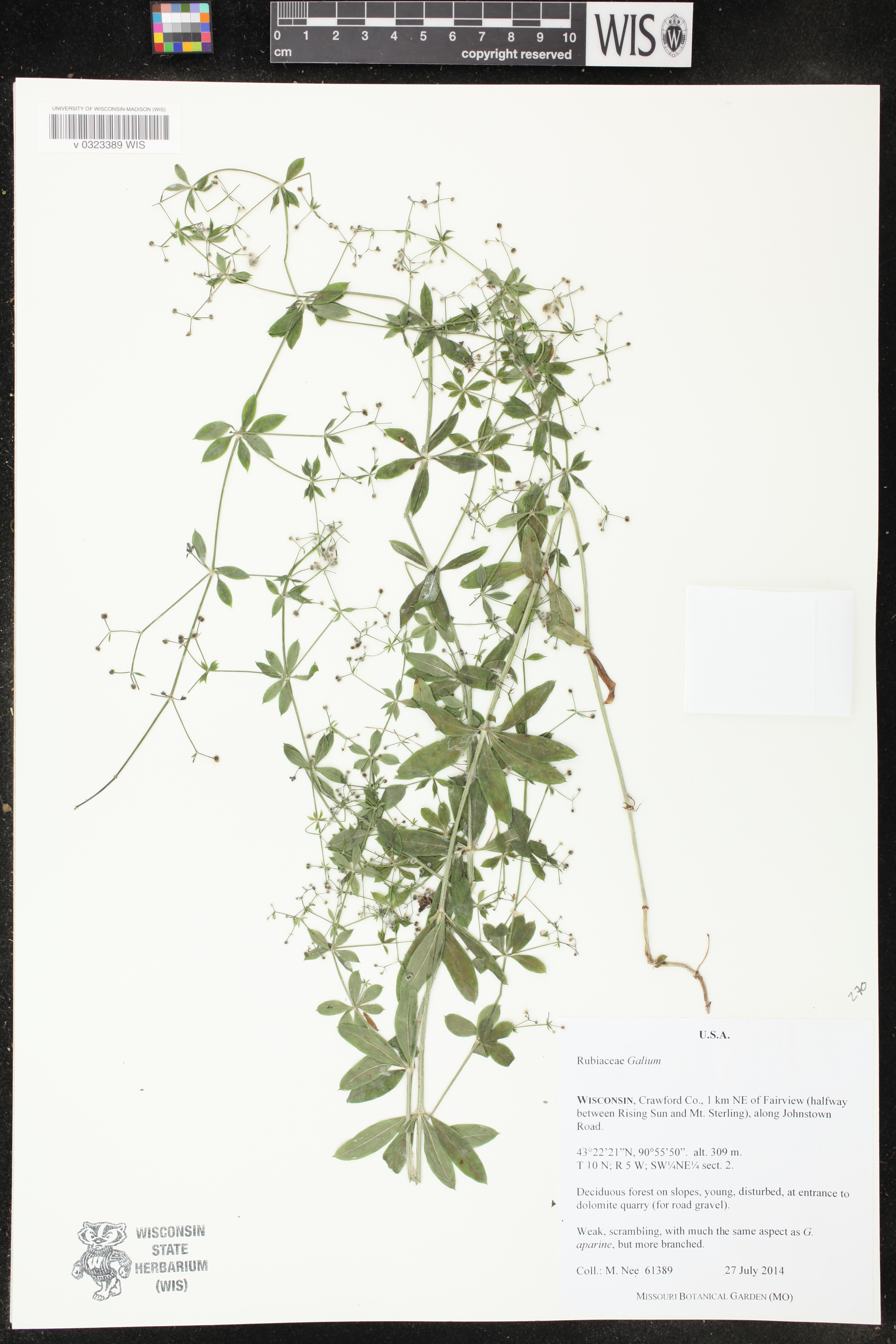 Galium triflorum image