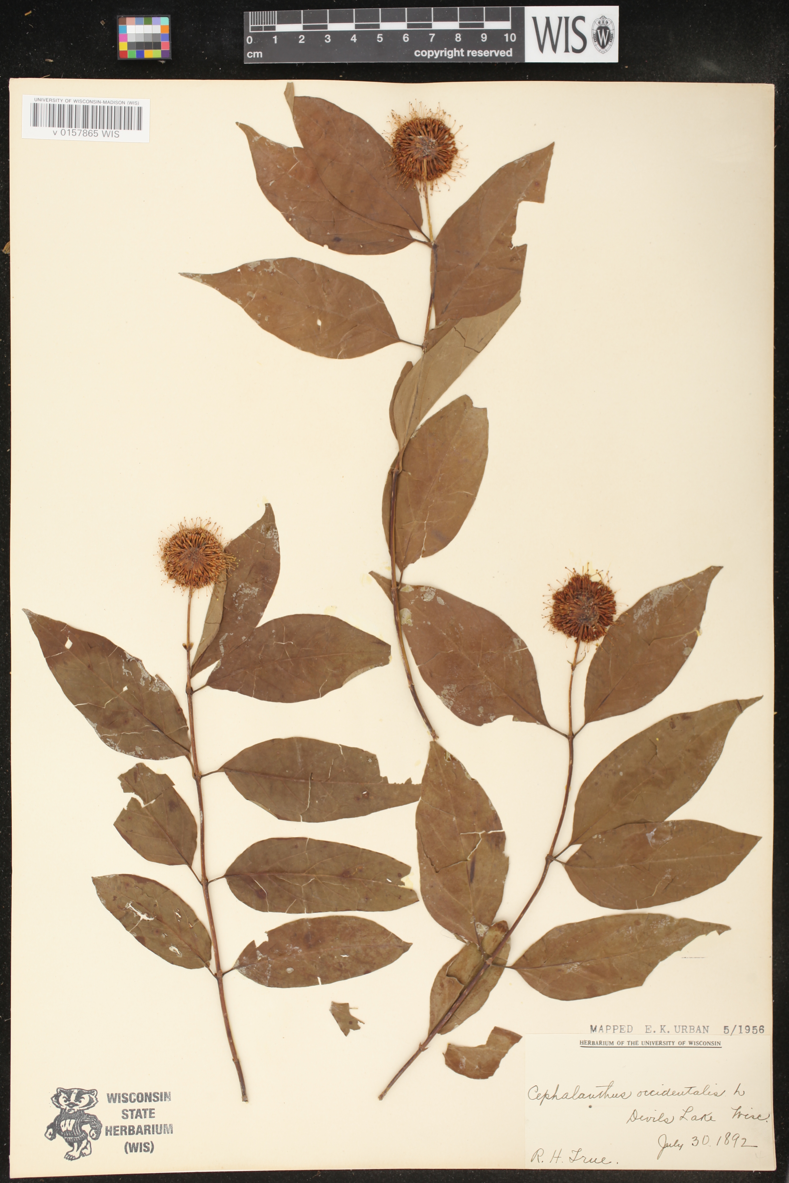 Cephalanthus occidentalis image