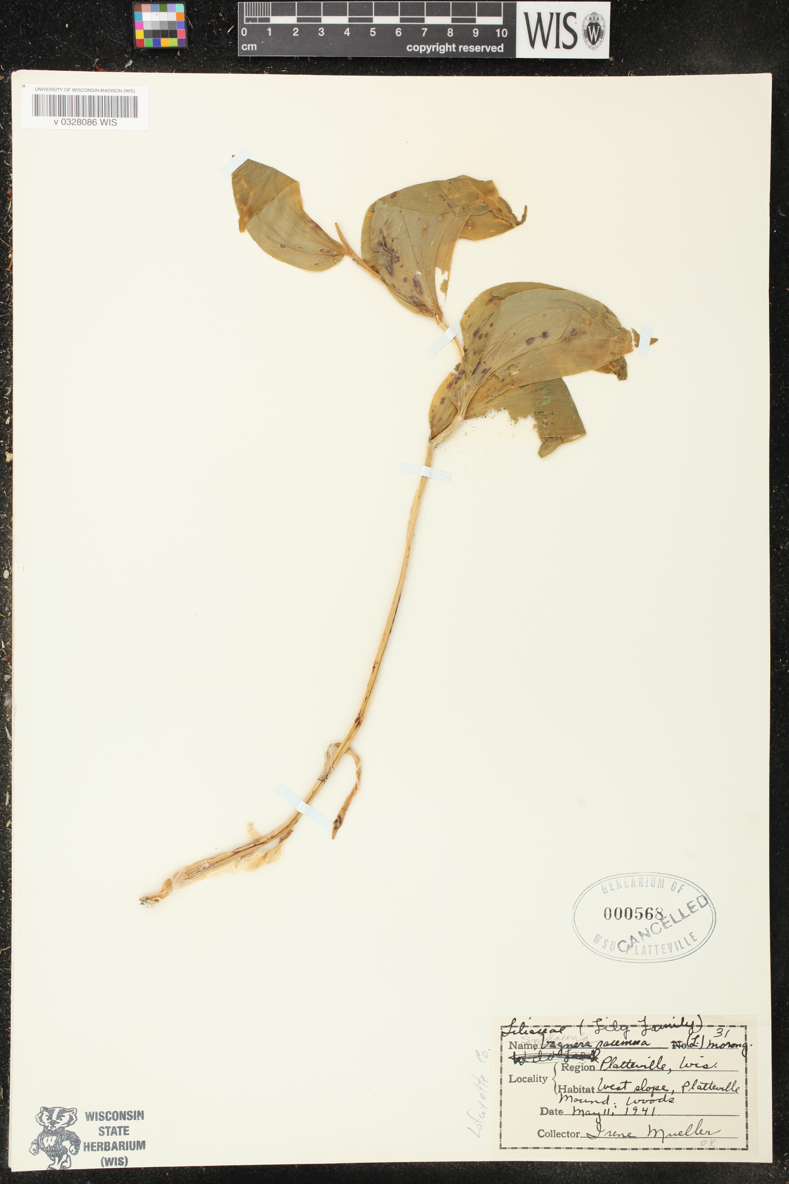 Maianthemum racemosum image