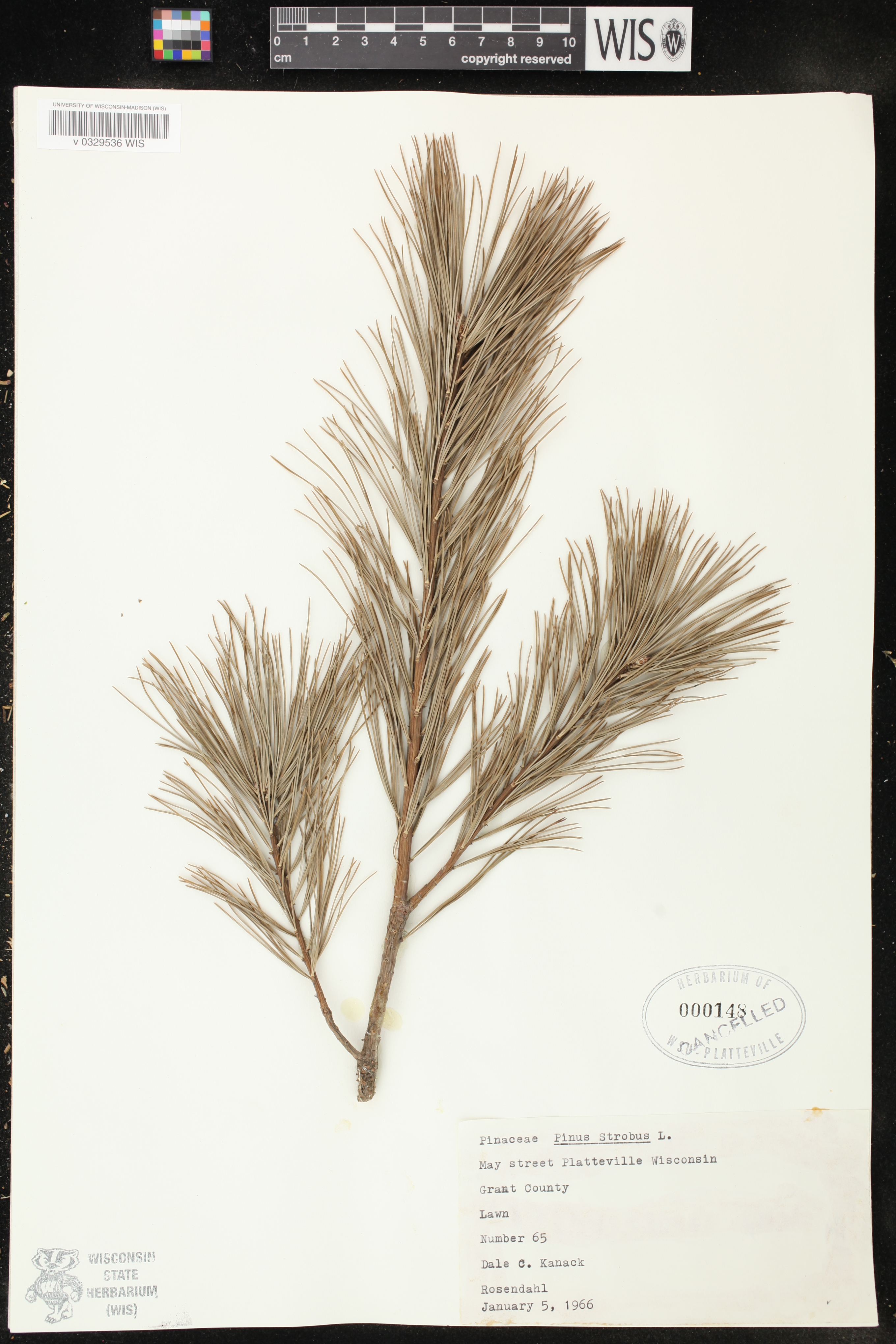 Pinus strobus image