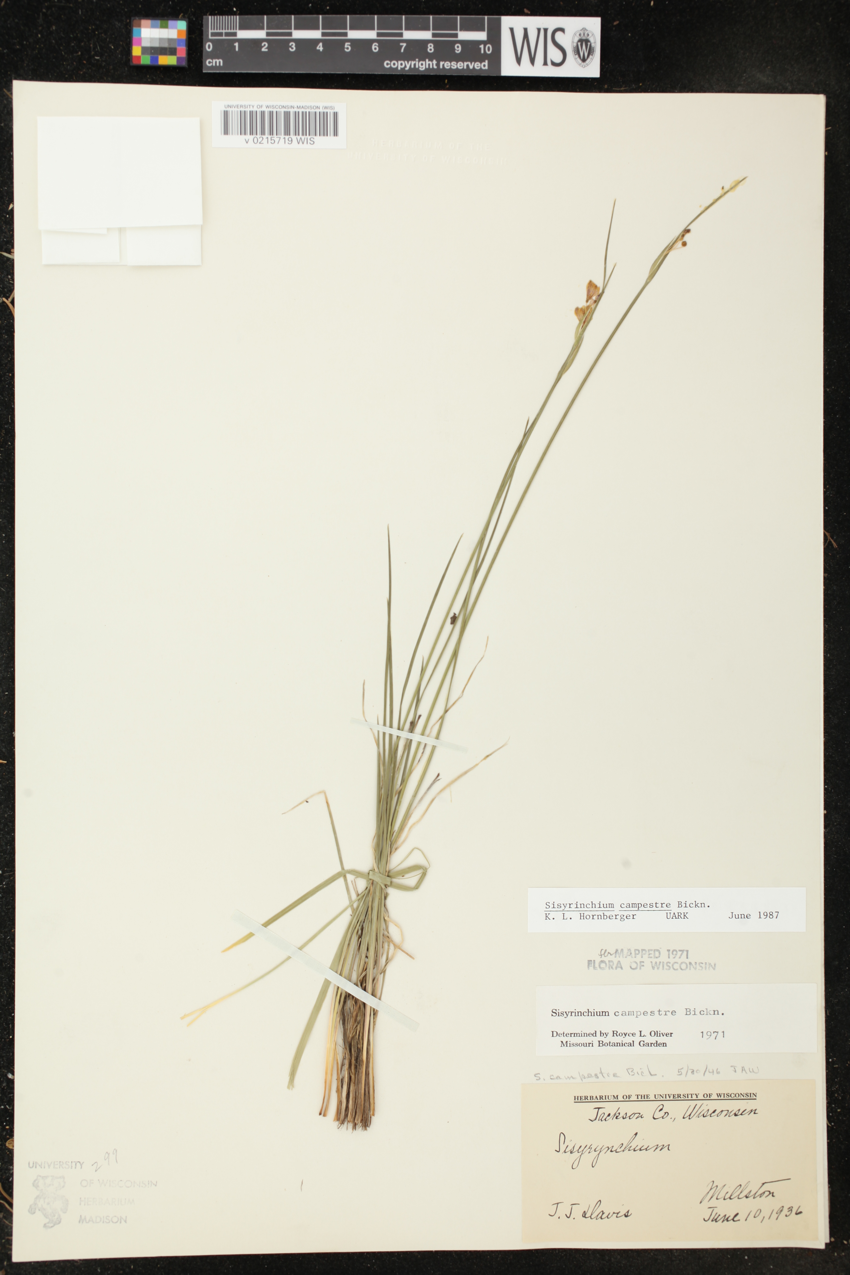 Sisyrinchium campestre image