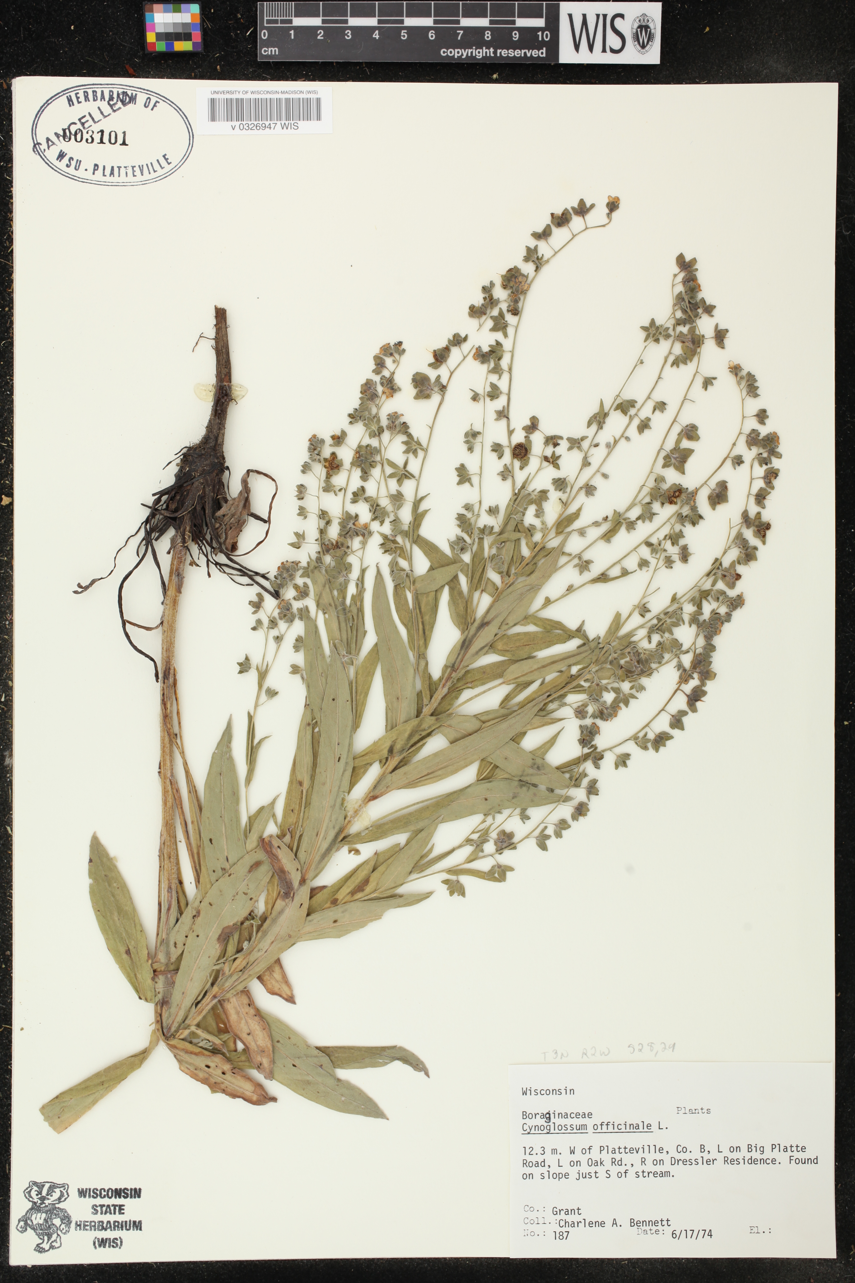 Cynoglossum officinale image