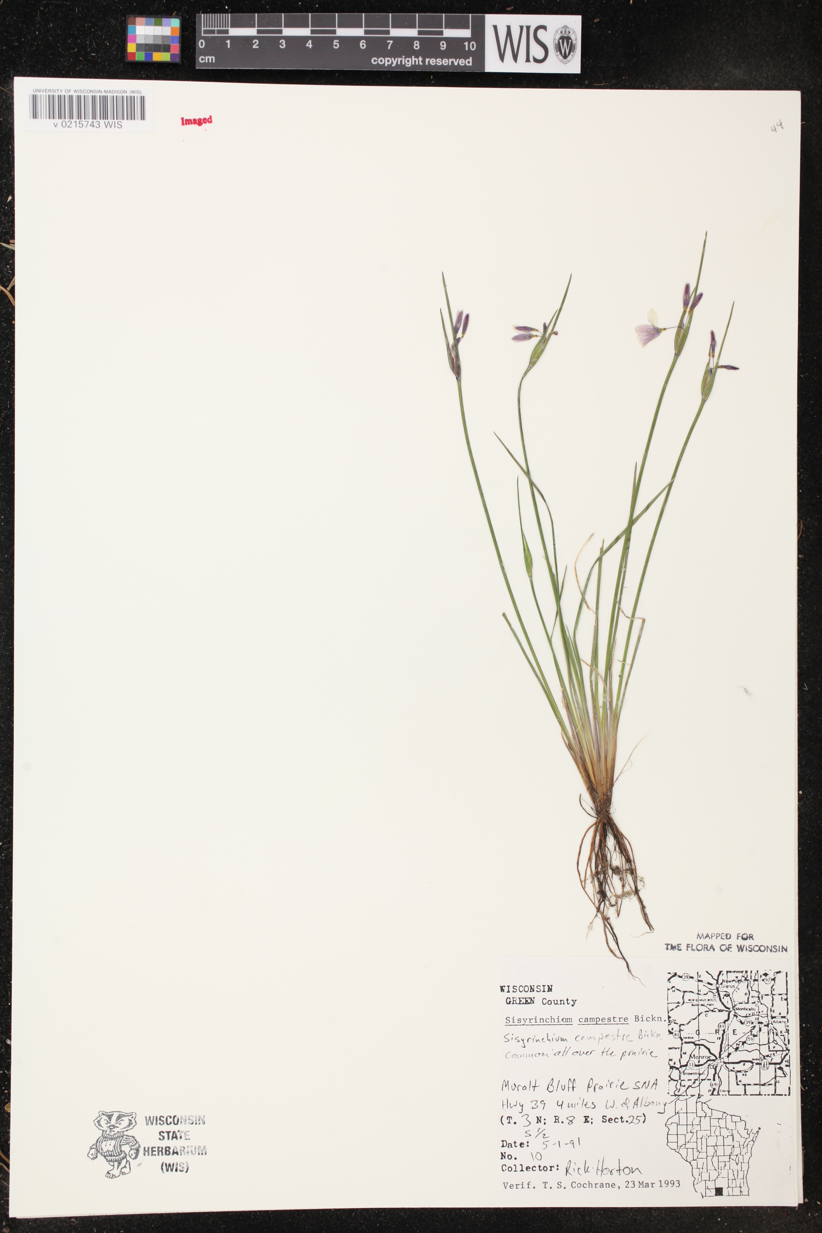 Sisyrinchium campestre image