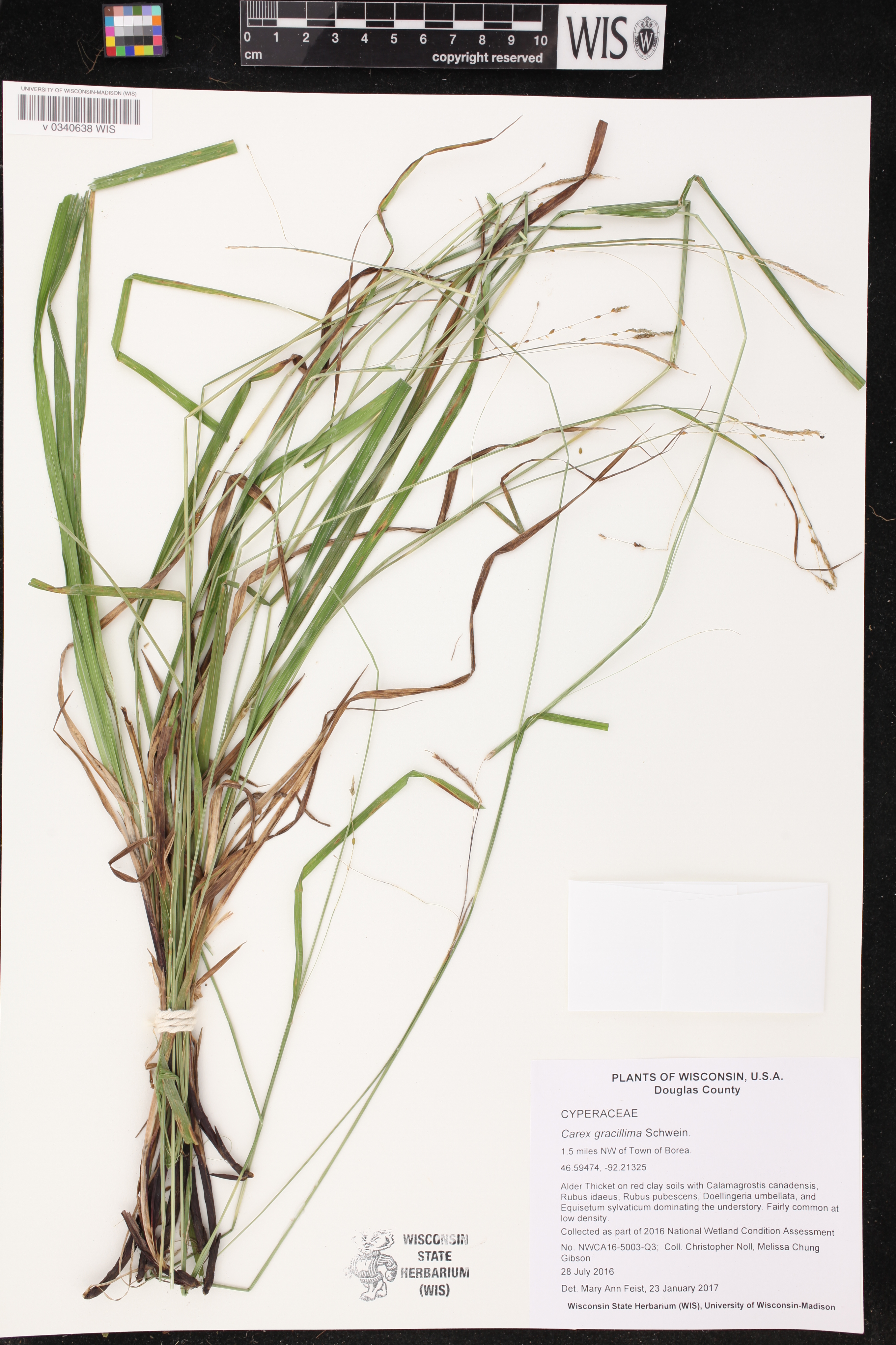 Carex gracillima image