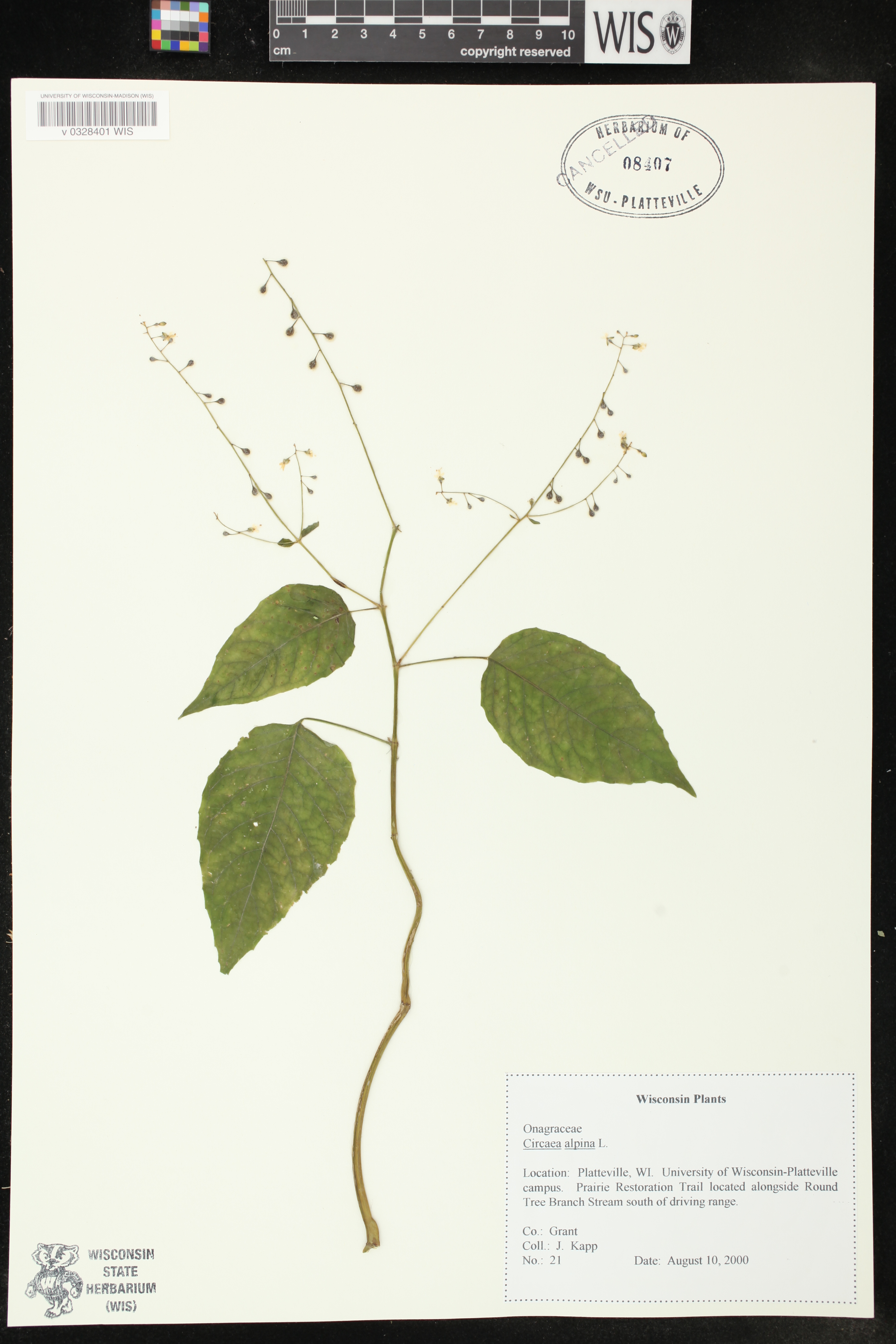Circaea alpina subsp. alpina image