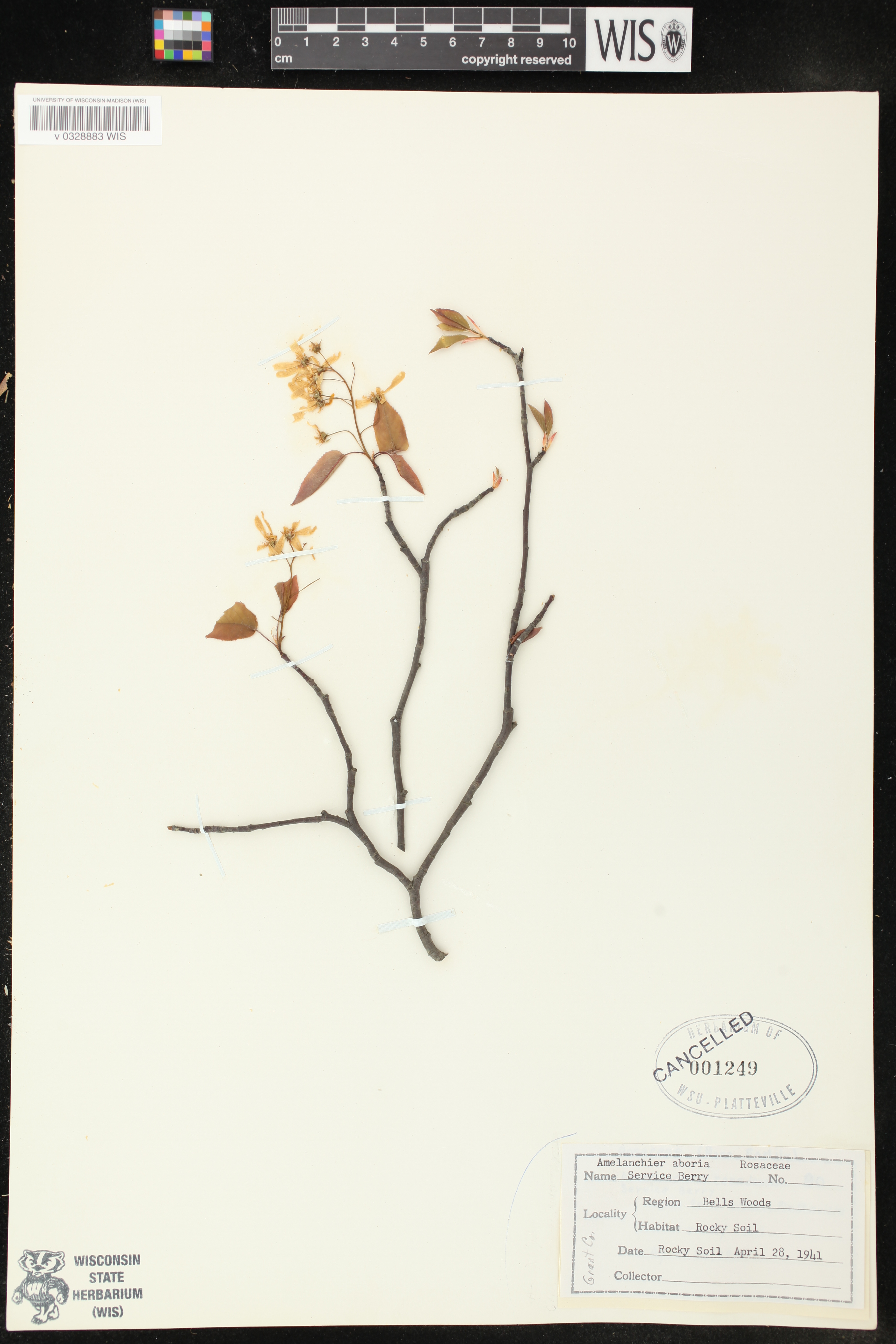 Amelanchier arborea image