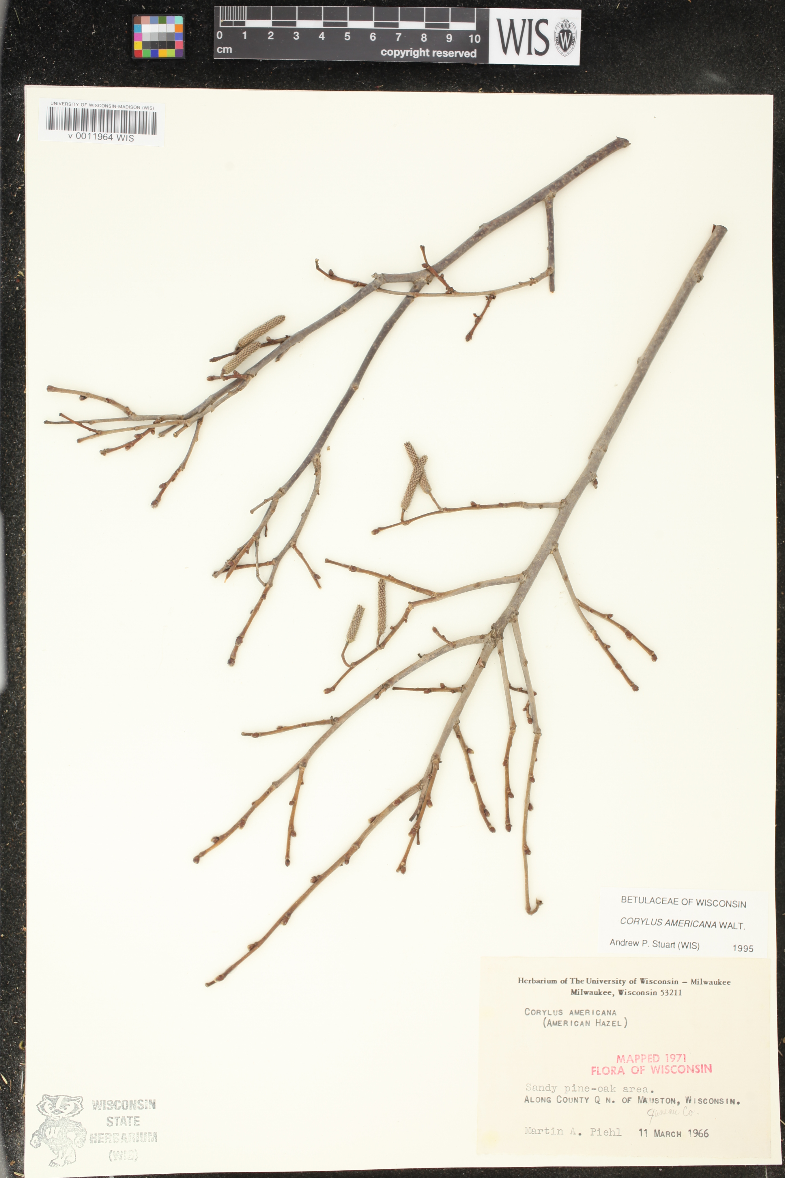 Corylus americana image