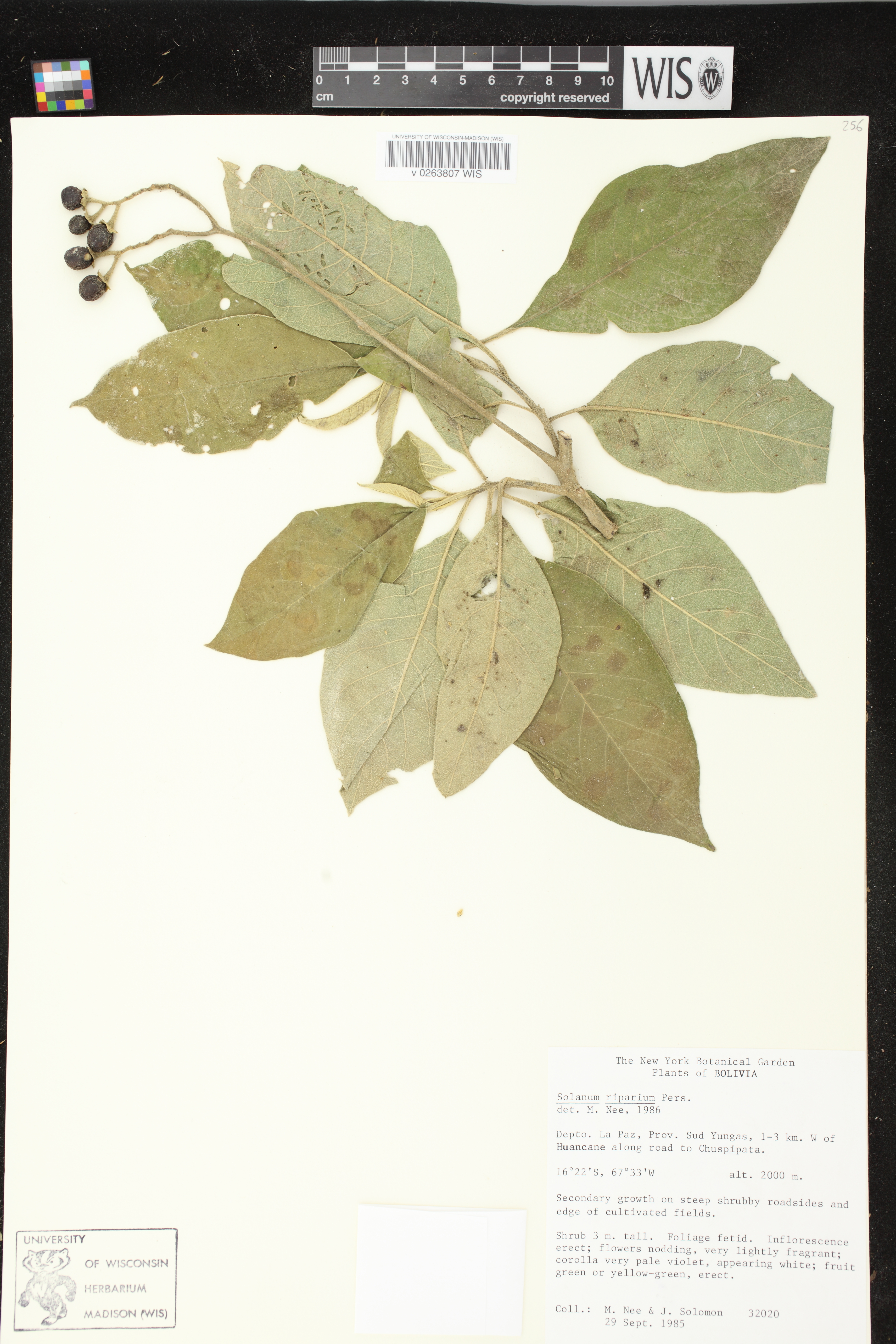 Solanum riparium image