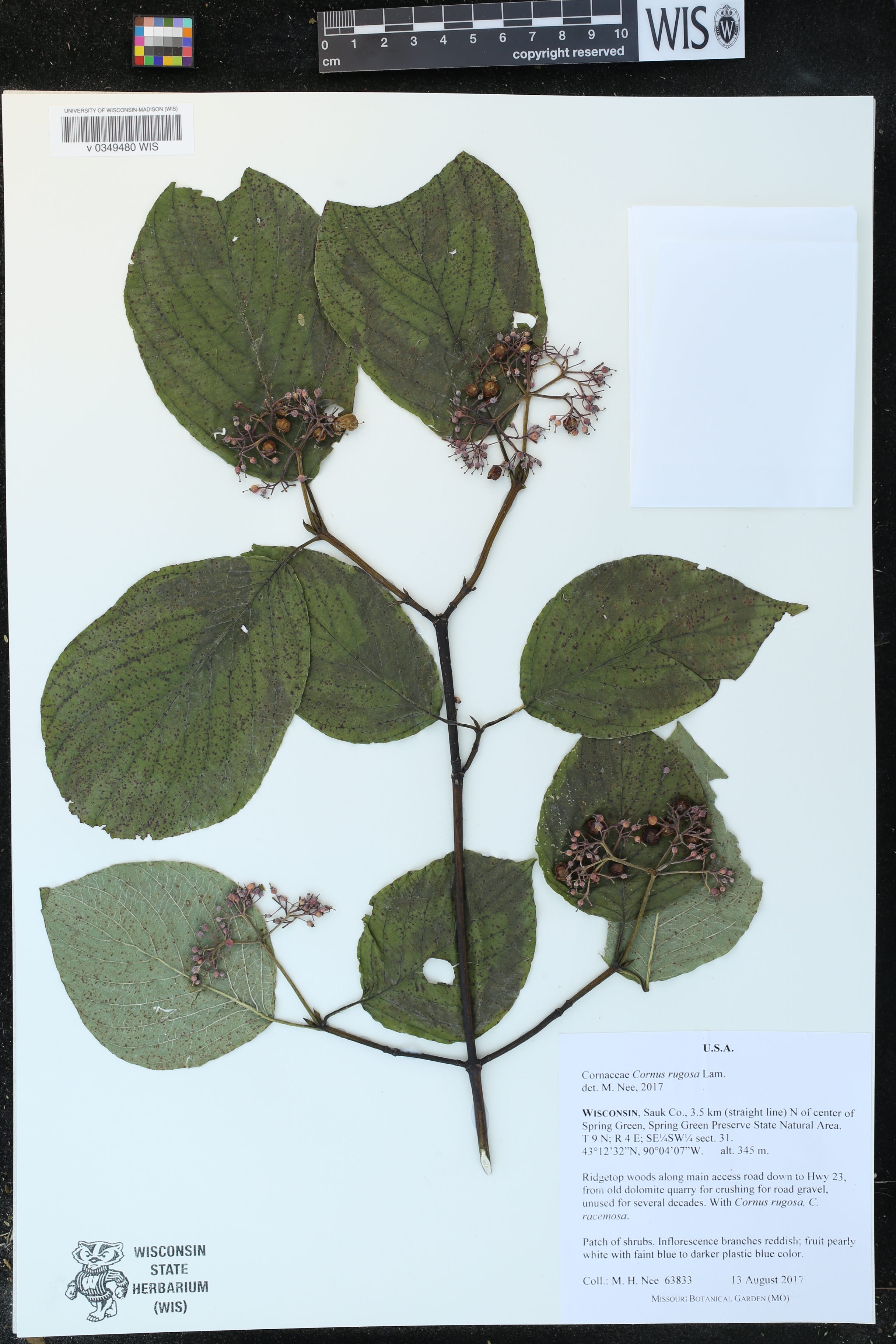 Cornus rugosa image