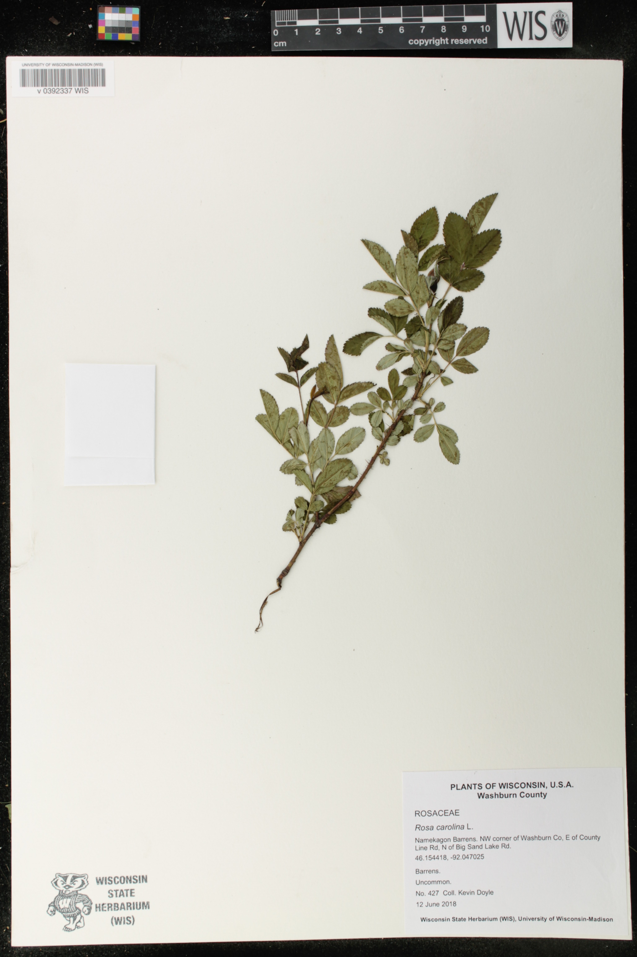 Rosa carolina image