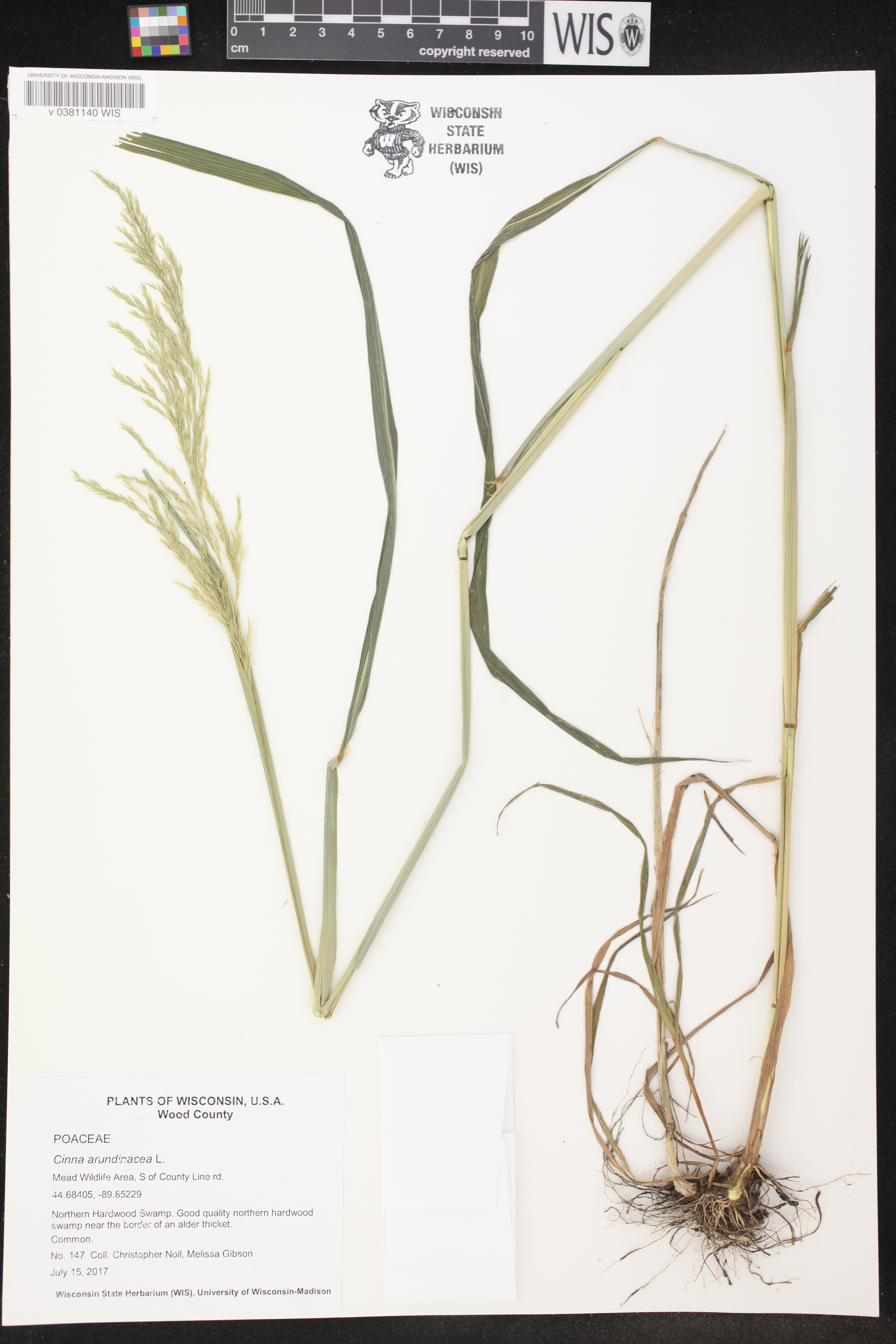 Cinna arundinacea image