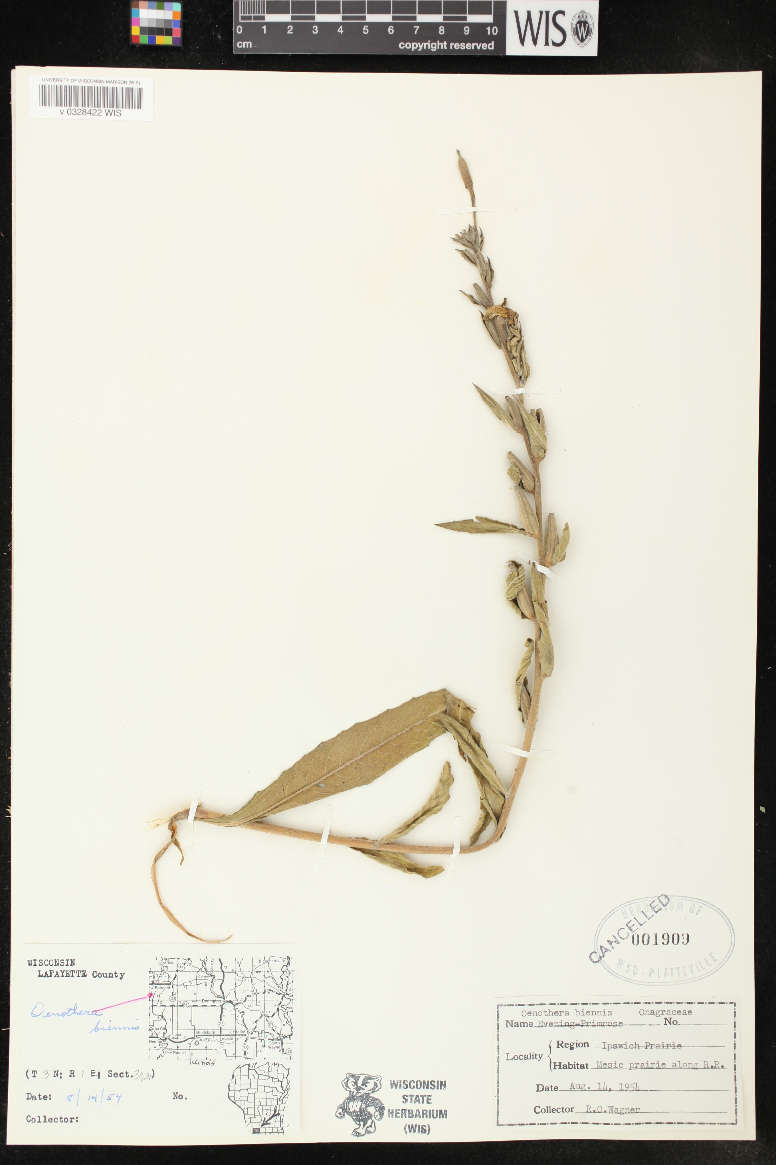 Oenothera biennis image
