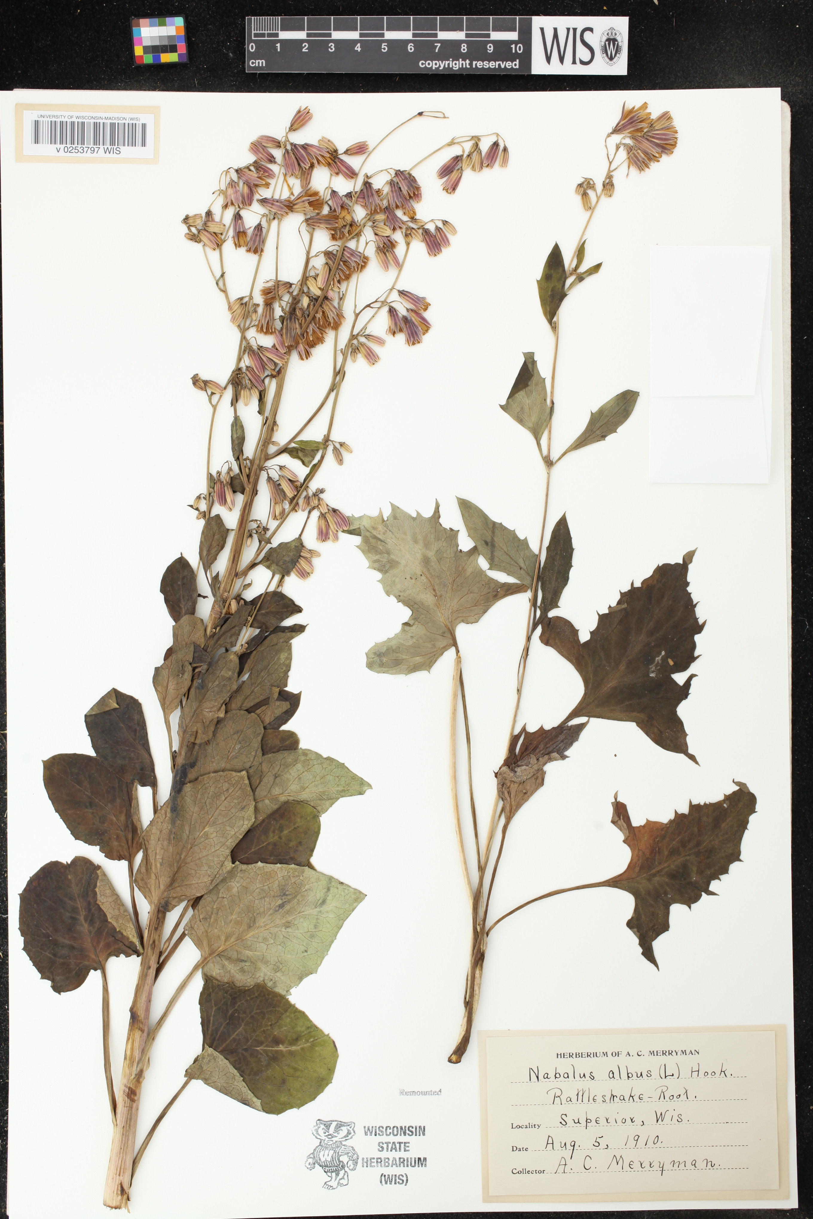 Prenanthes alba image