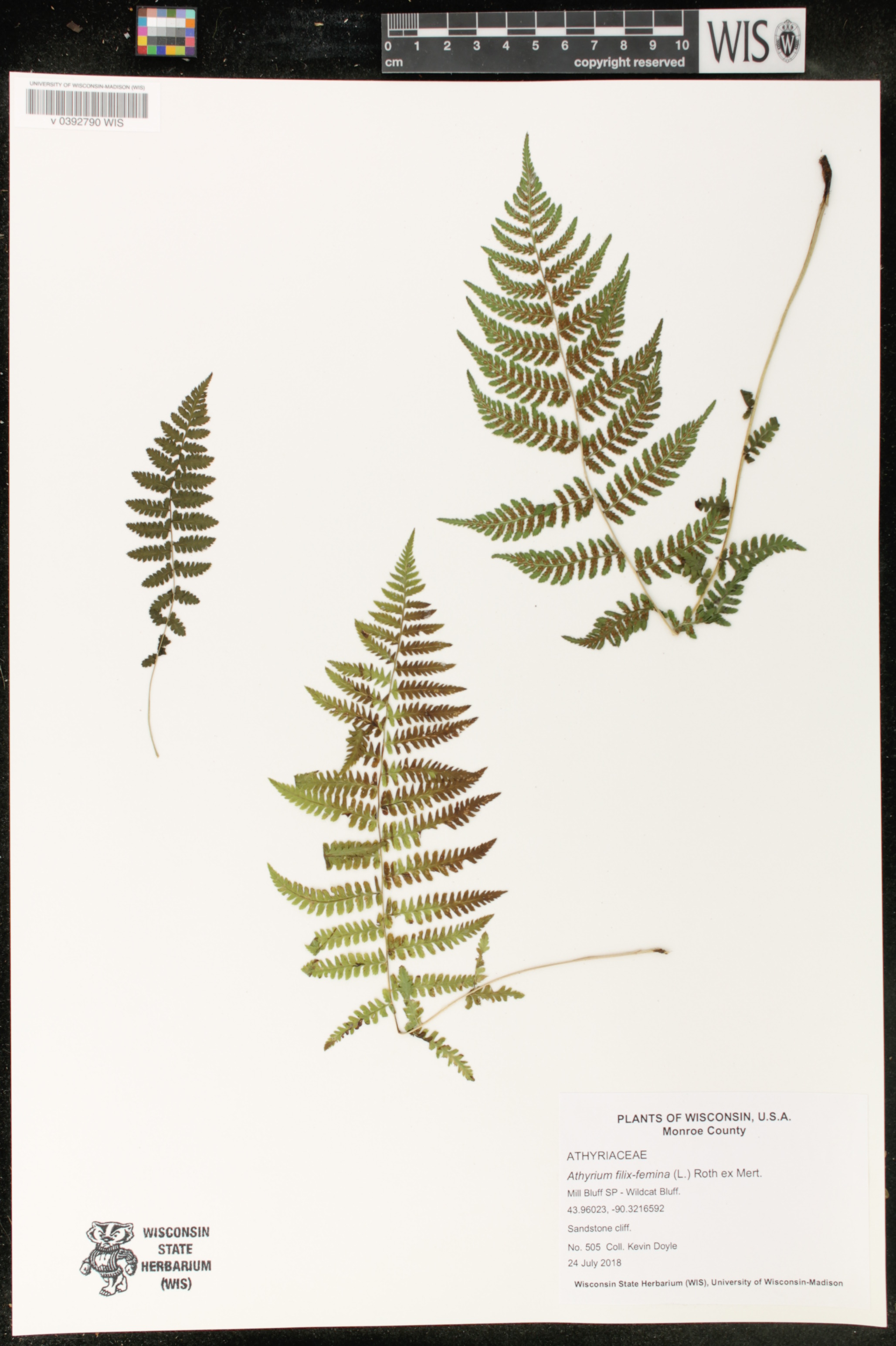 Athyrium filix-femina image