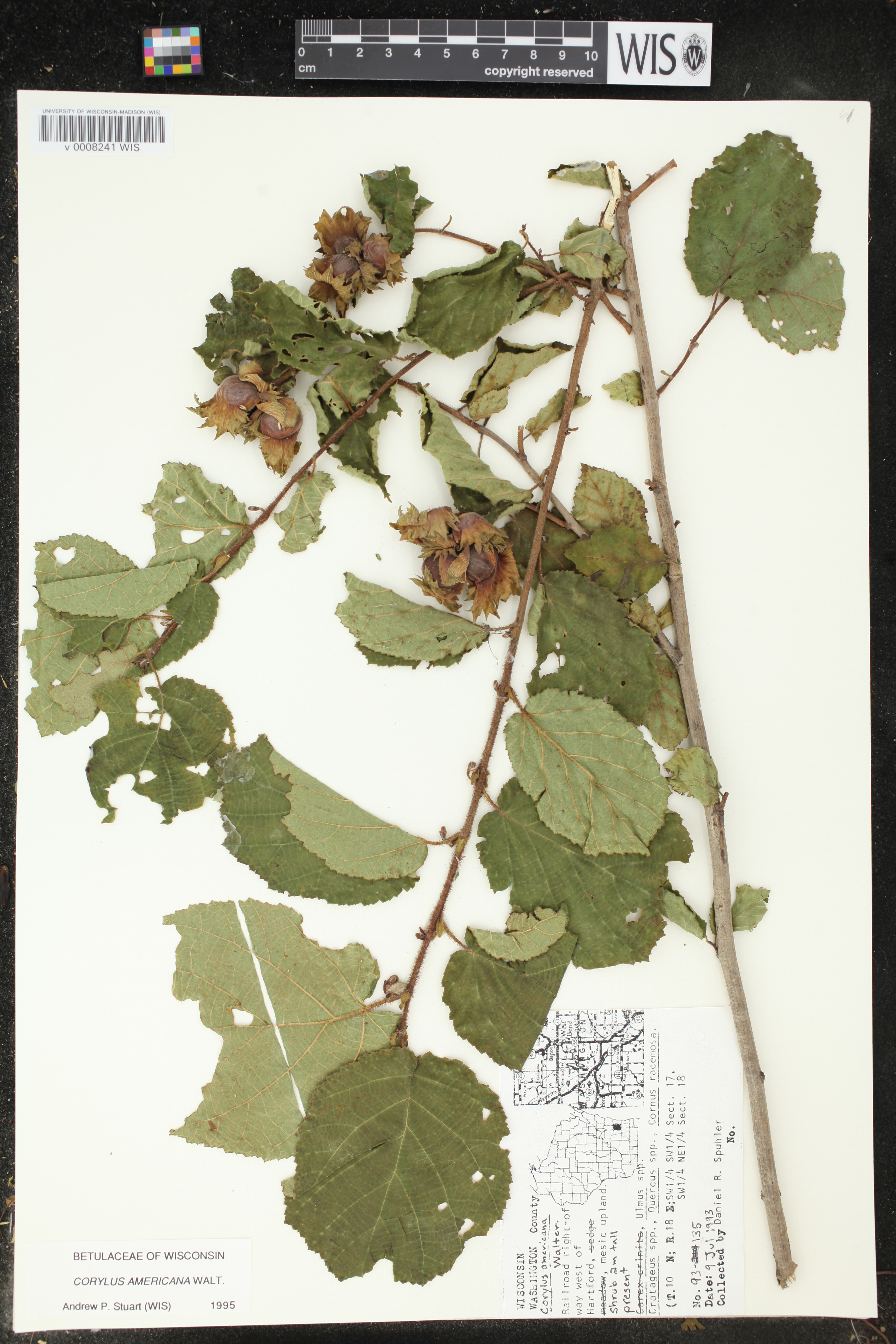 Corylus americana image
