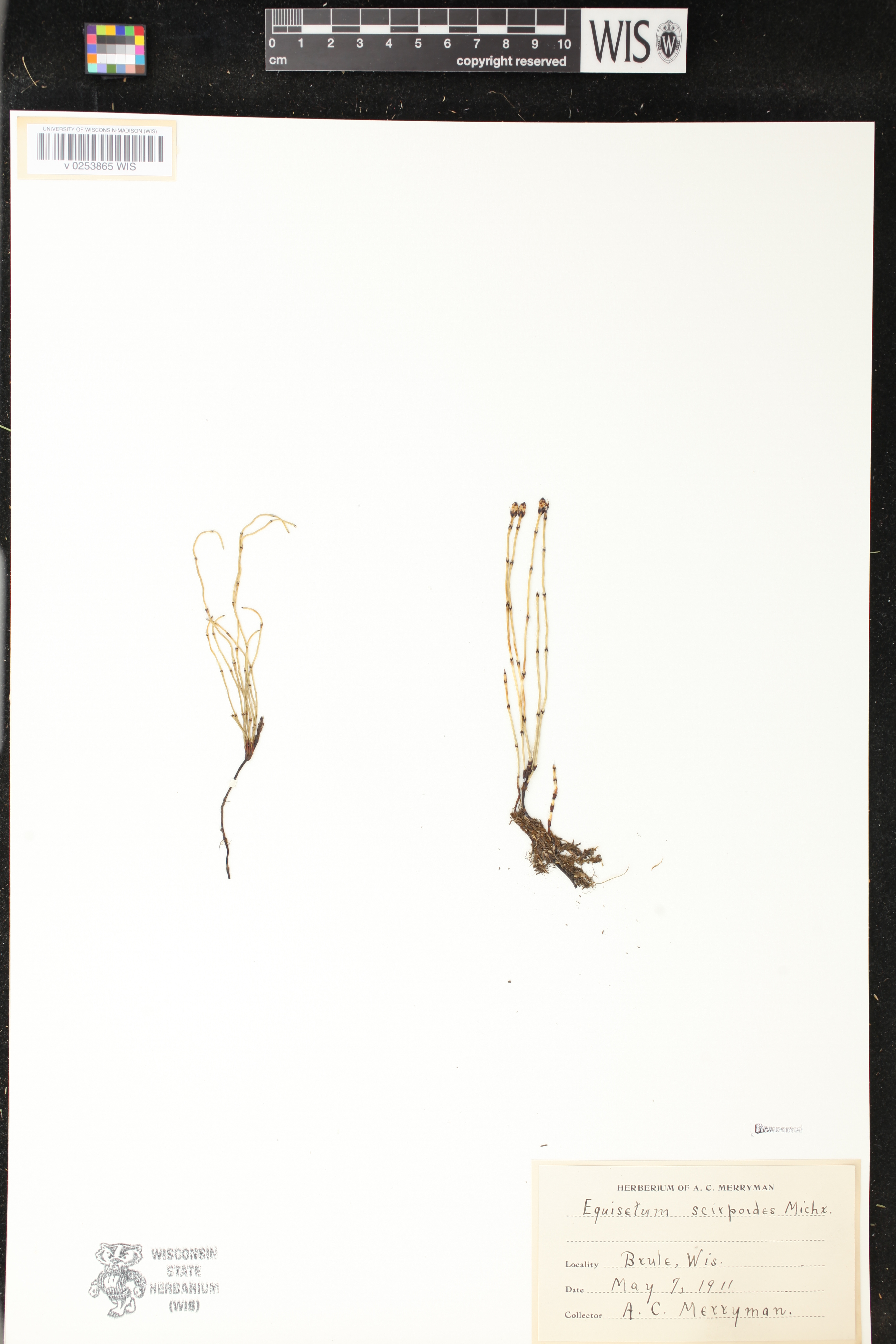 Equisetum scirpoides image