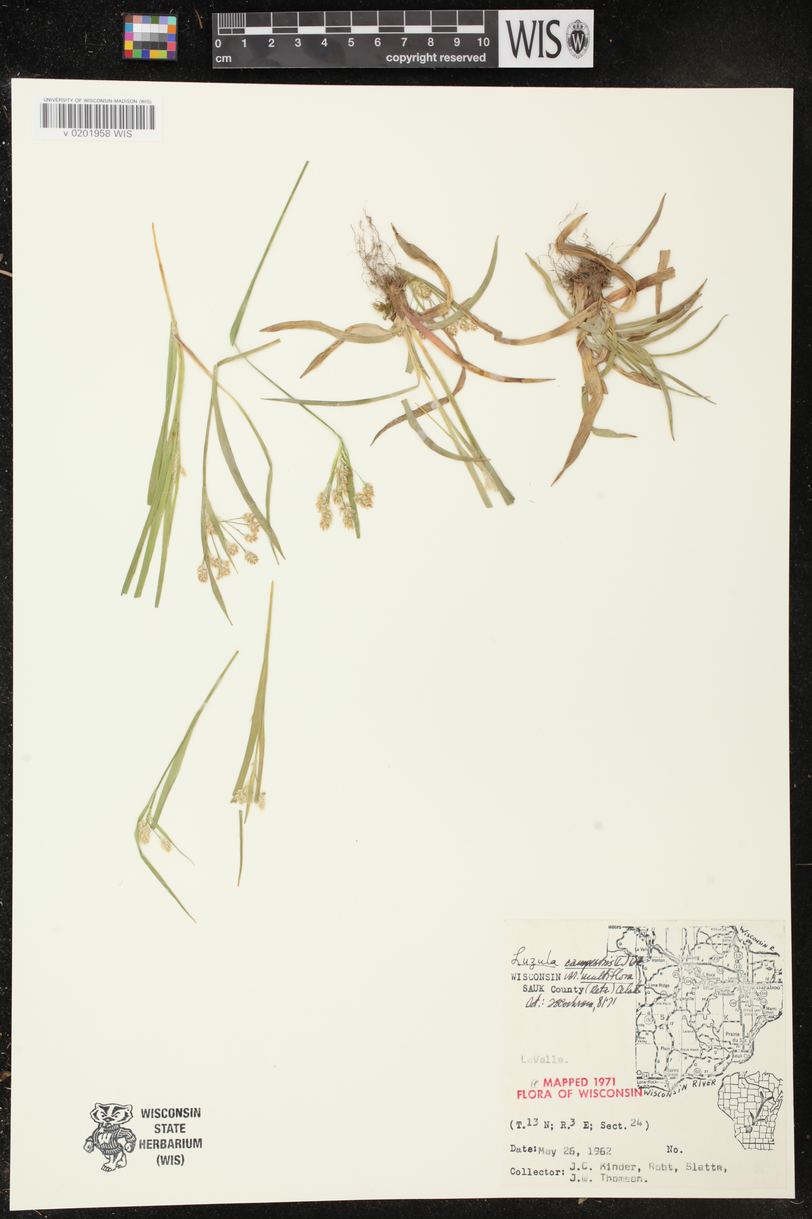 Luzula multiflora subsp. multiflora image