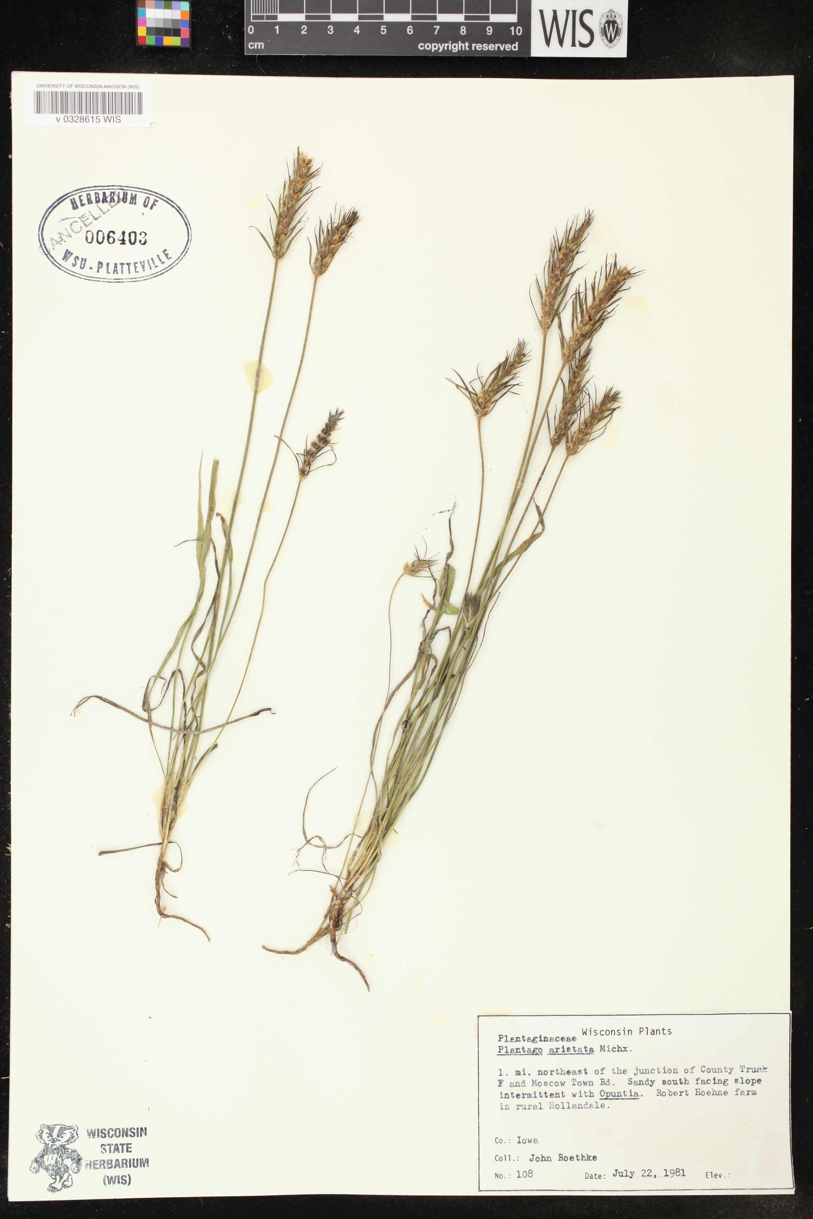 Plantago aristata image