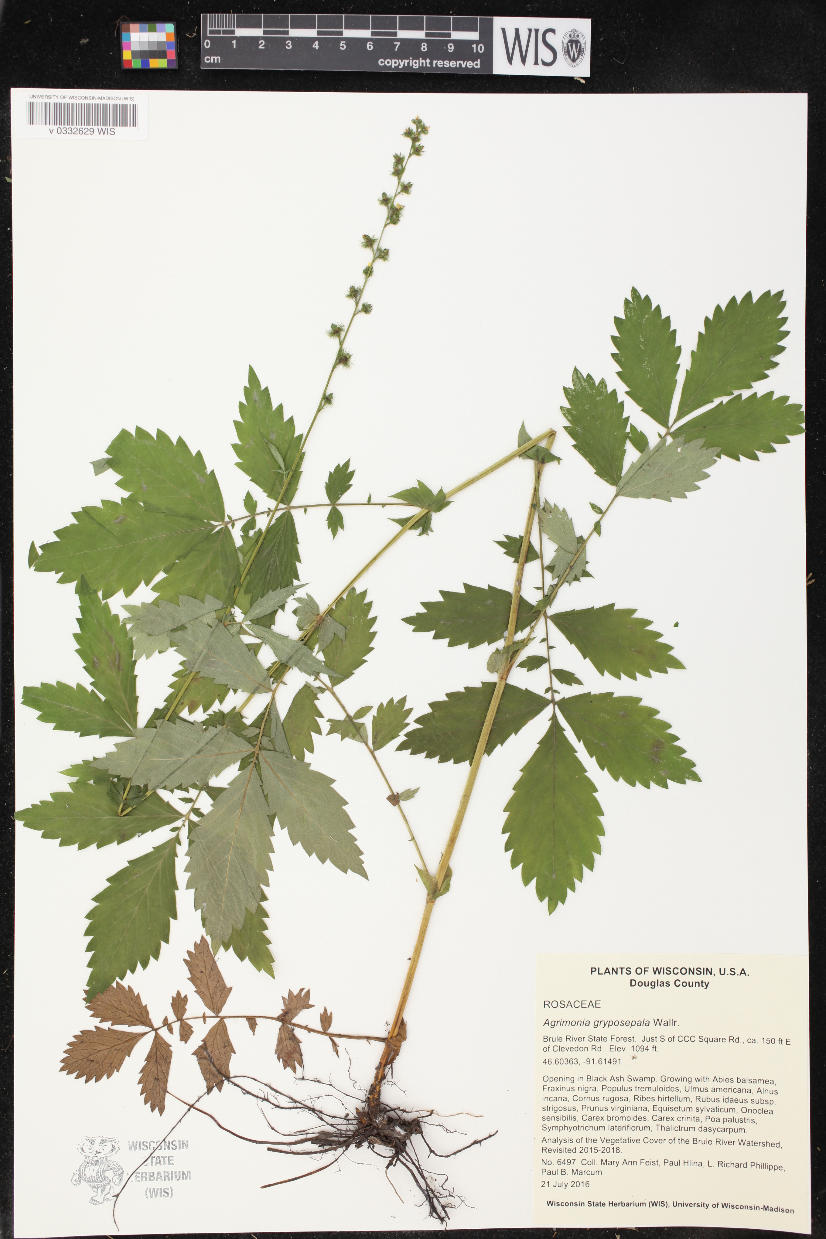 Agrimonia gryposepala image