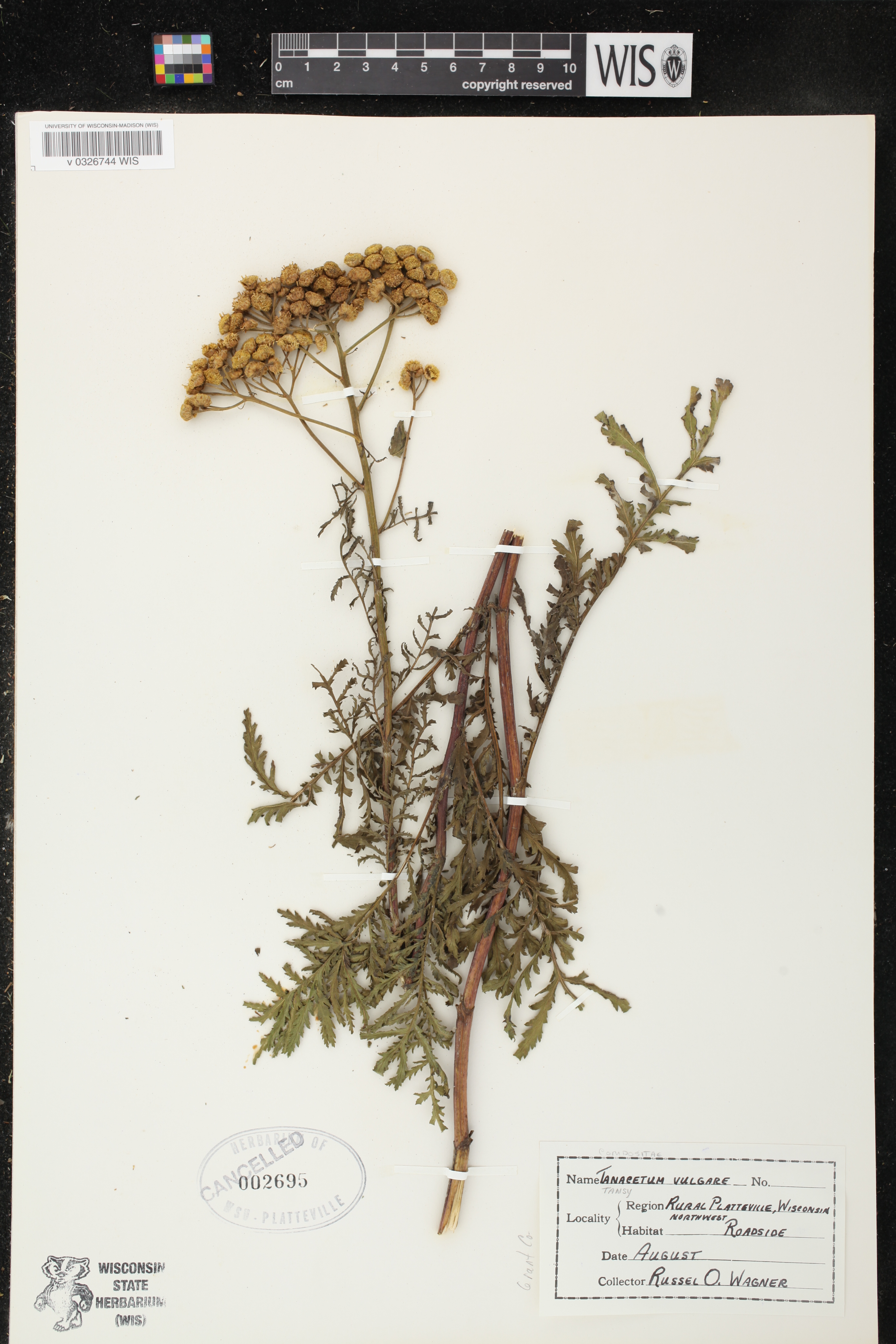 Tanacetum vulgare image