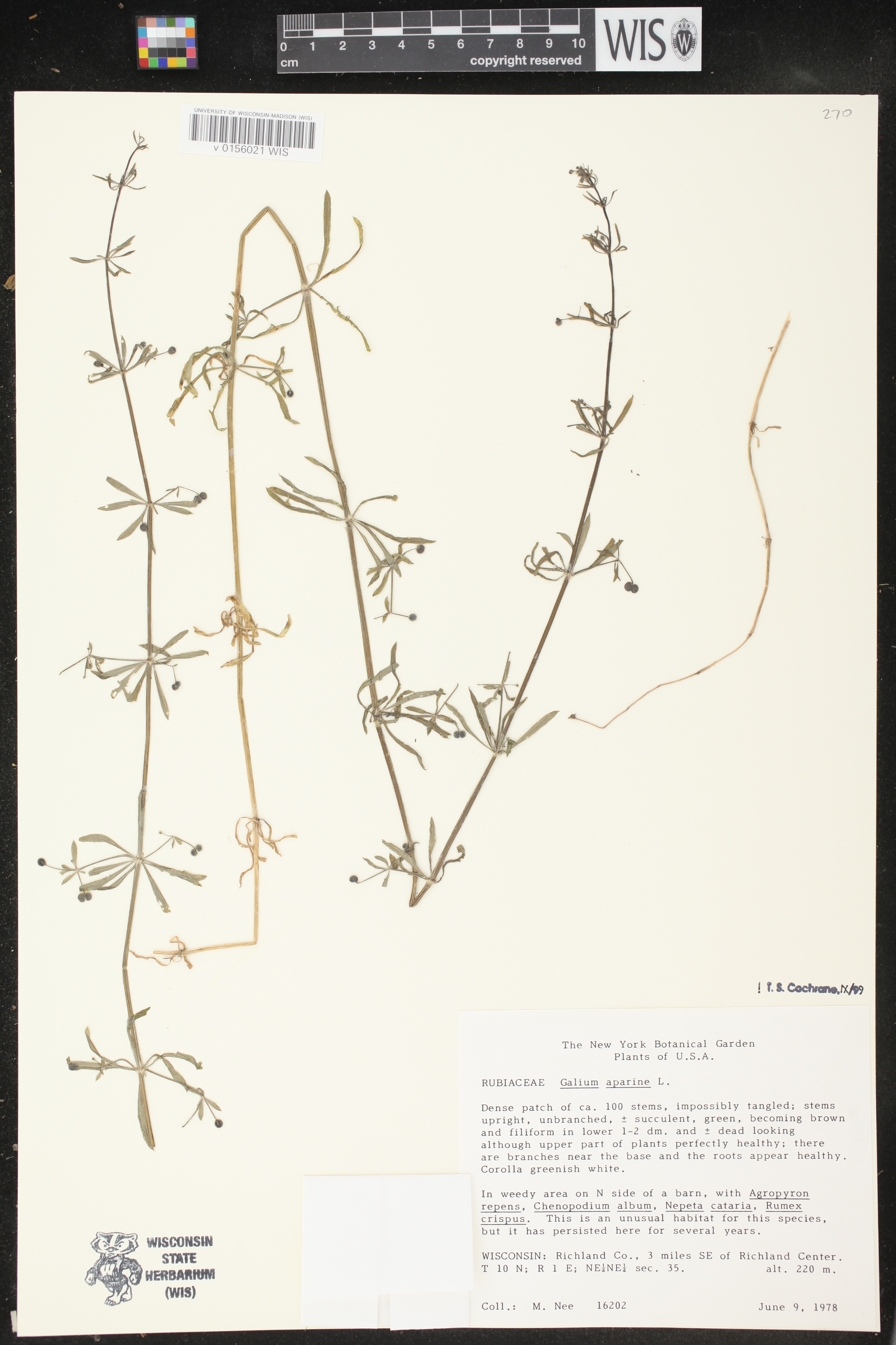 Galium aparine image
