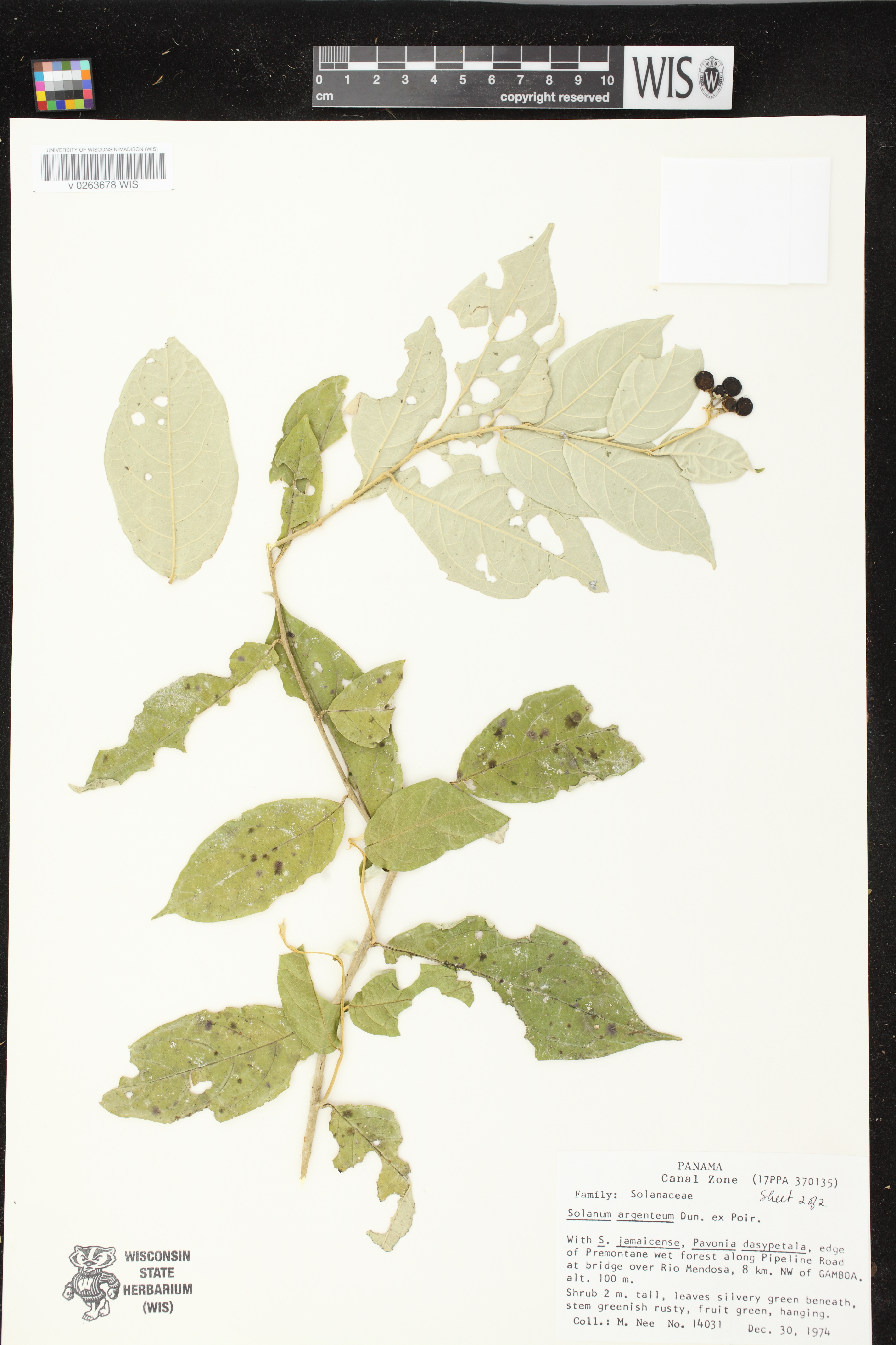Solanum lepidotum image