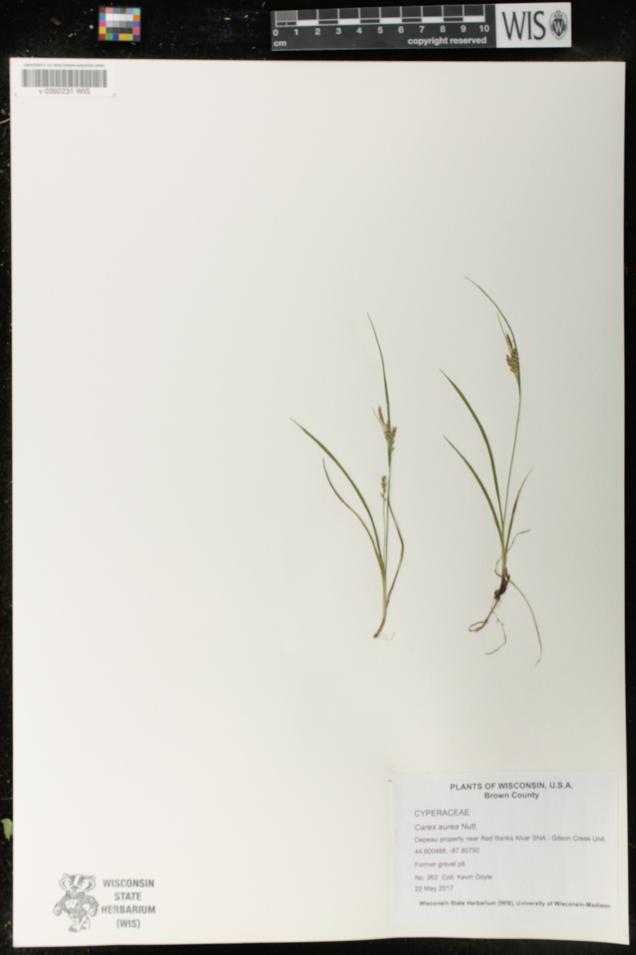 Carex aurea image