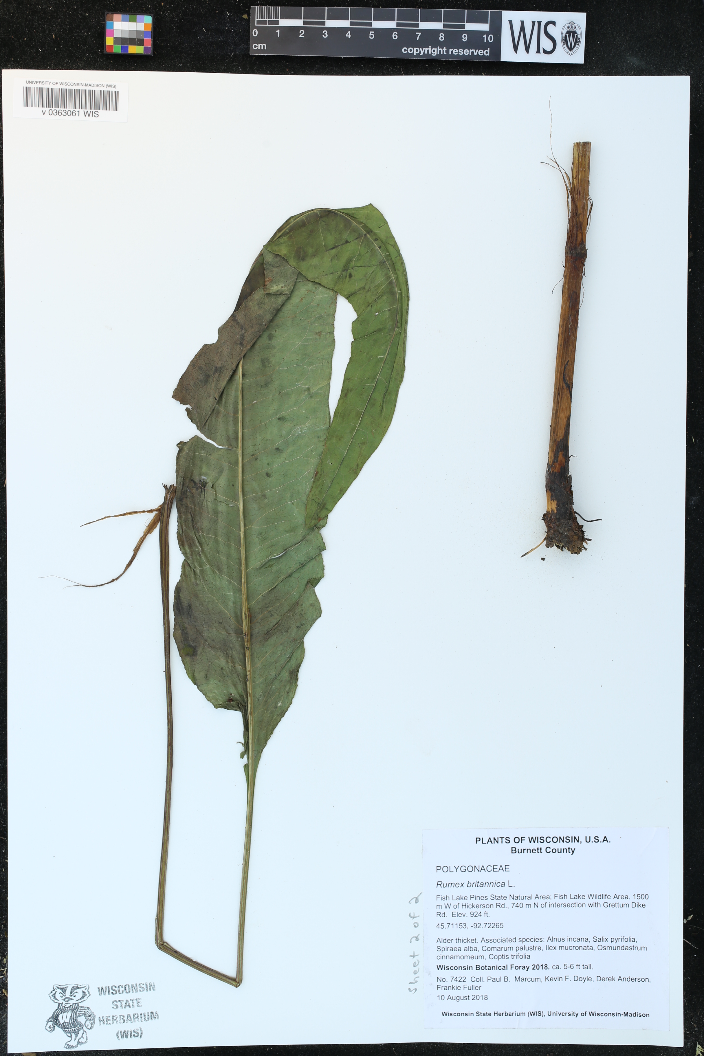 Rumex britannica image