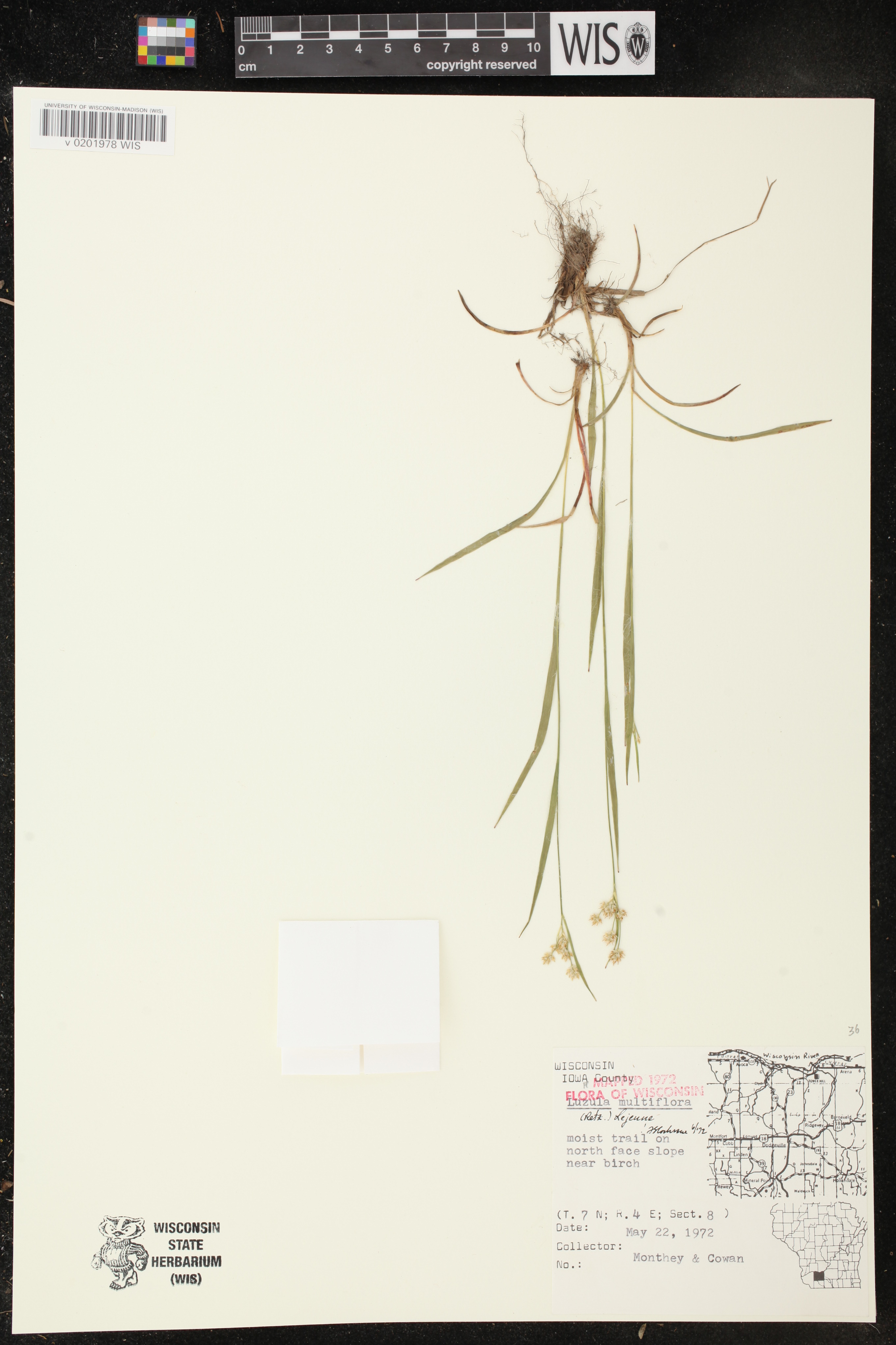 Luzula multiflora subsp. multiflora image