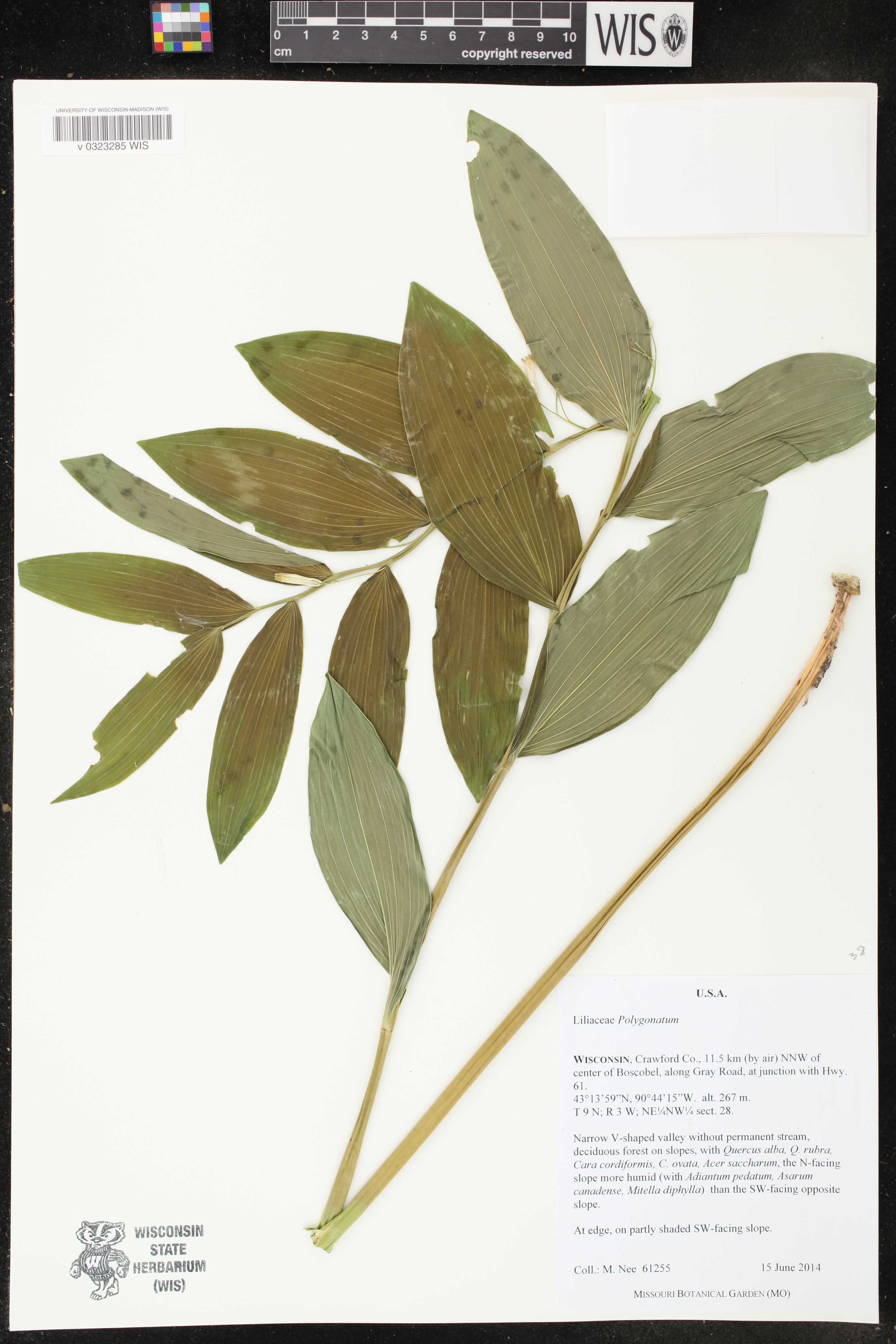 Image of Polygonatum