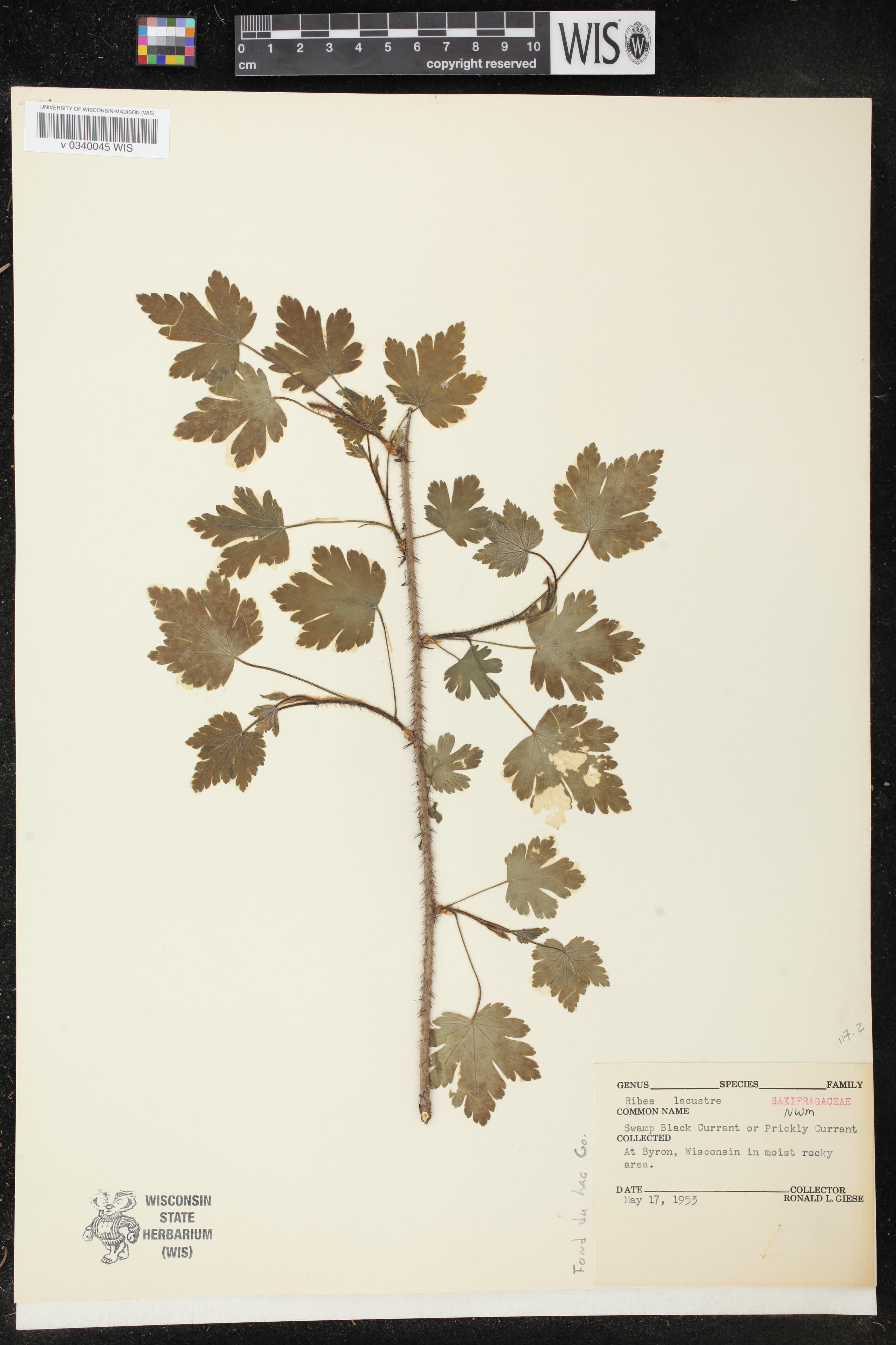 Ribes lacustre image