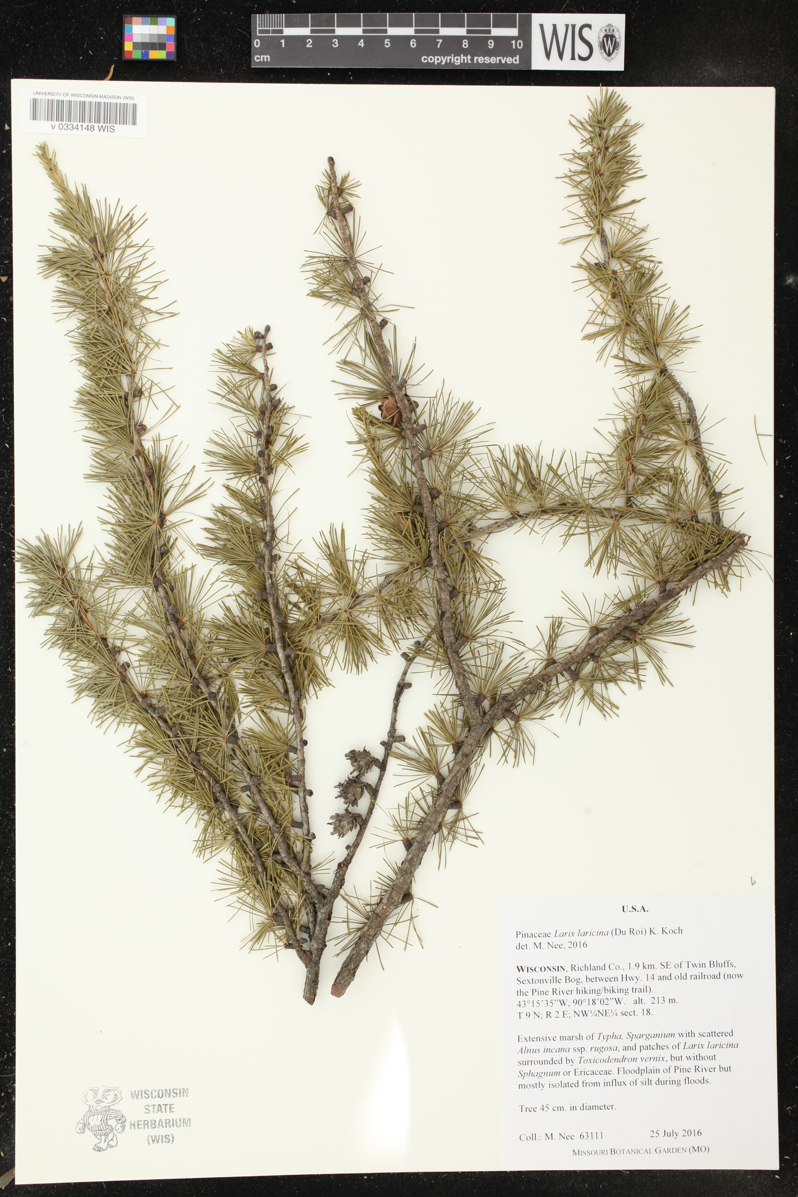 Larix laricina image