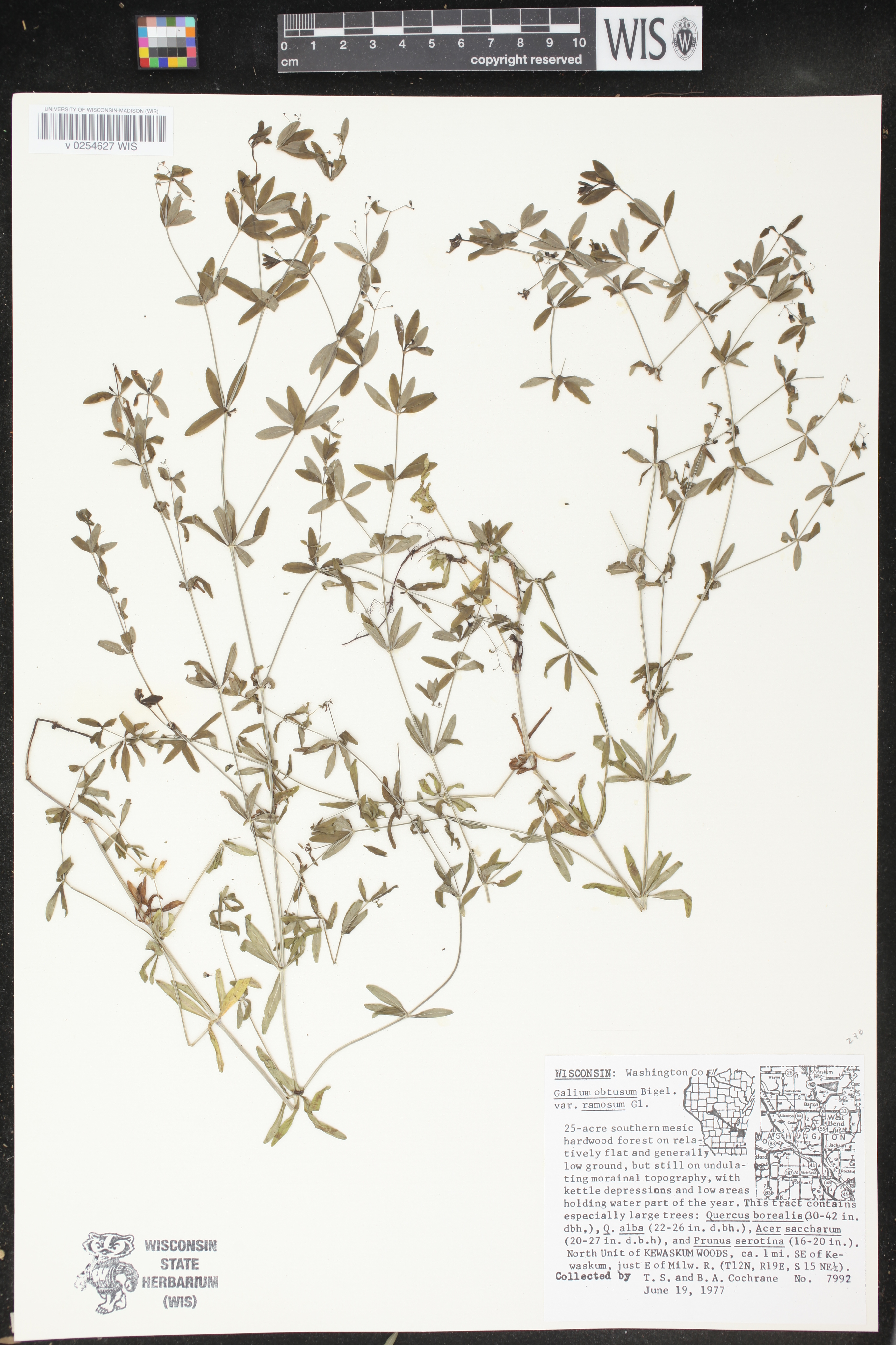 Galium obtusum subsp. obtusum image