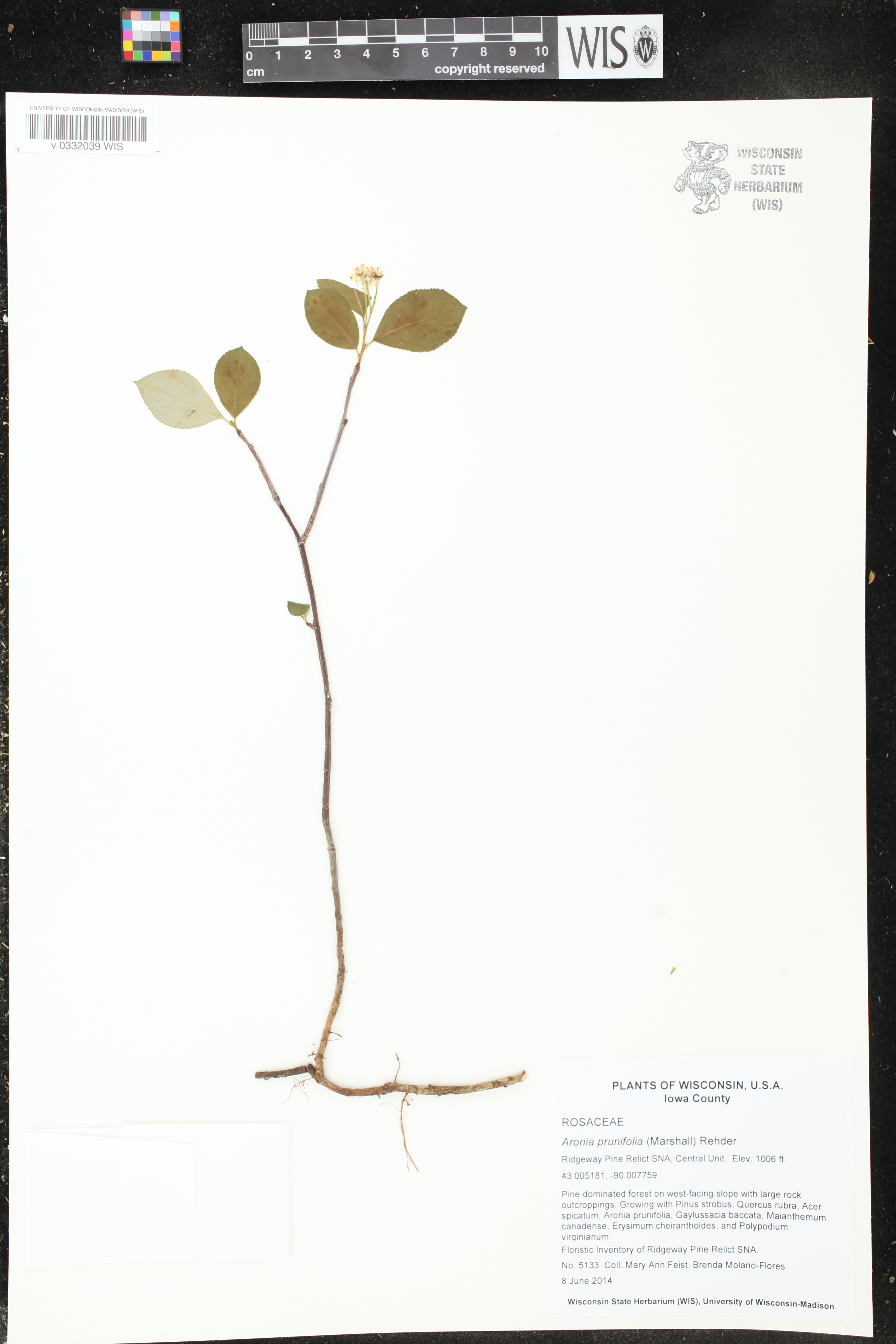 Aronia x prunifolia image