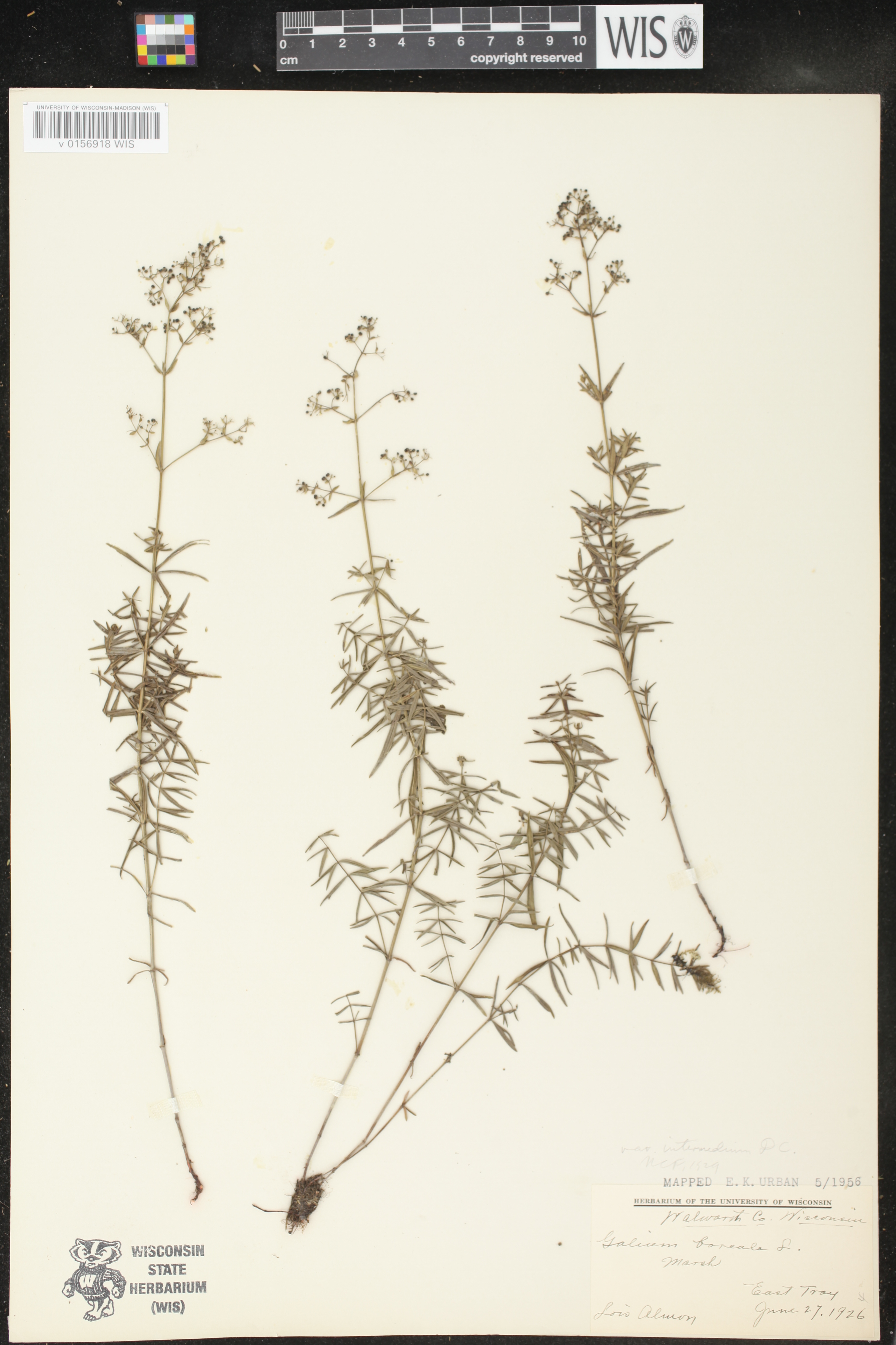 Galium boreale image