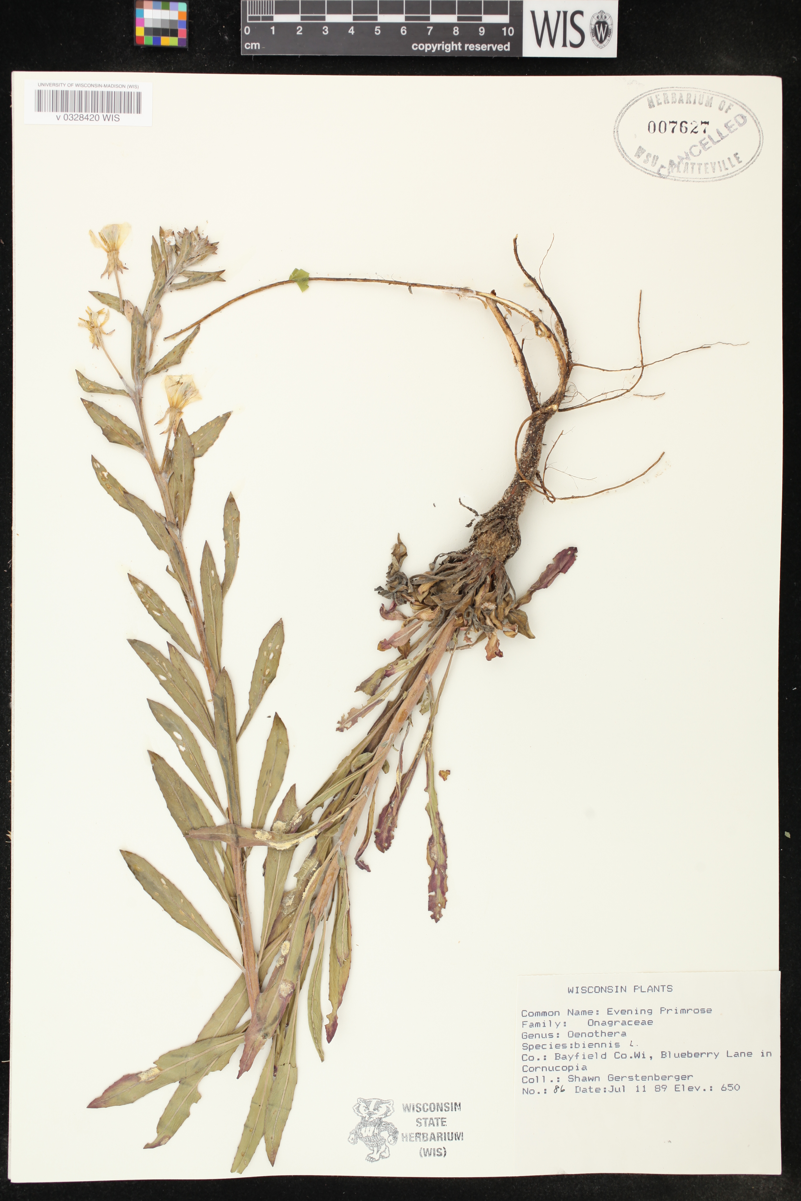 Oenothera biennis image