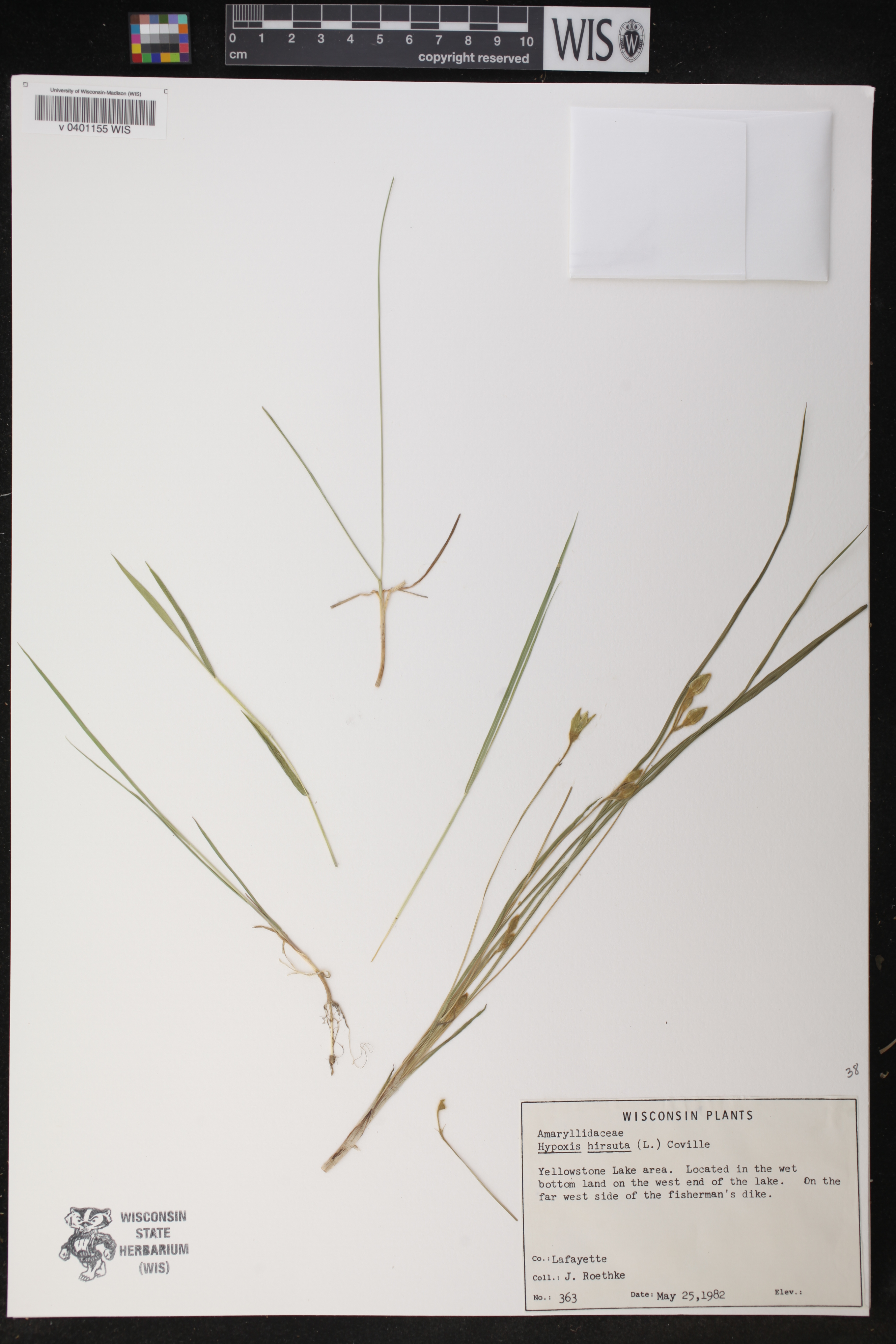 Hypoxis hirsuta image