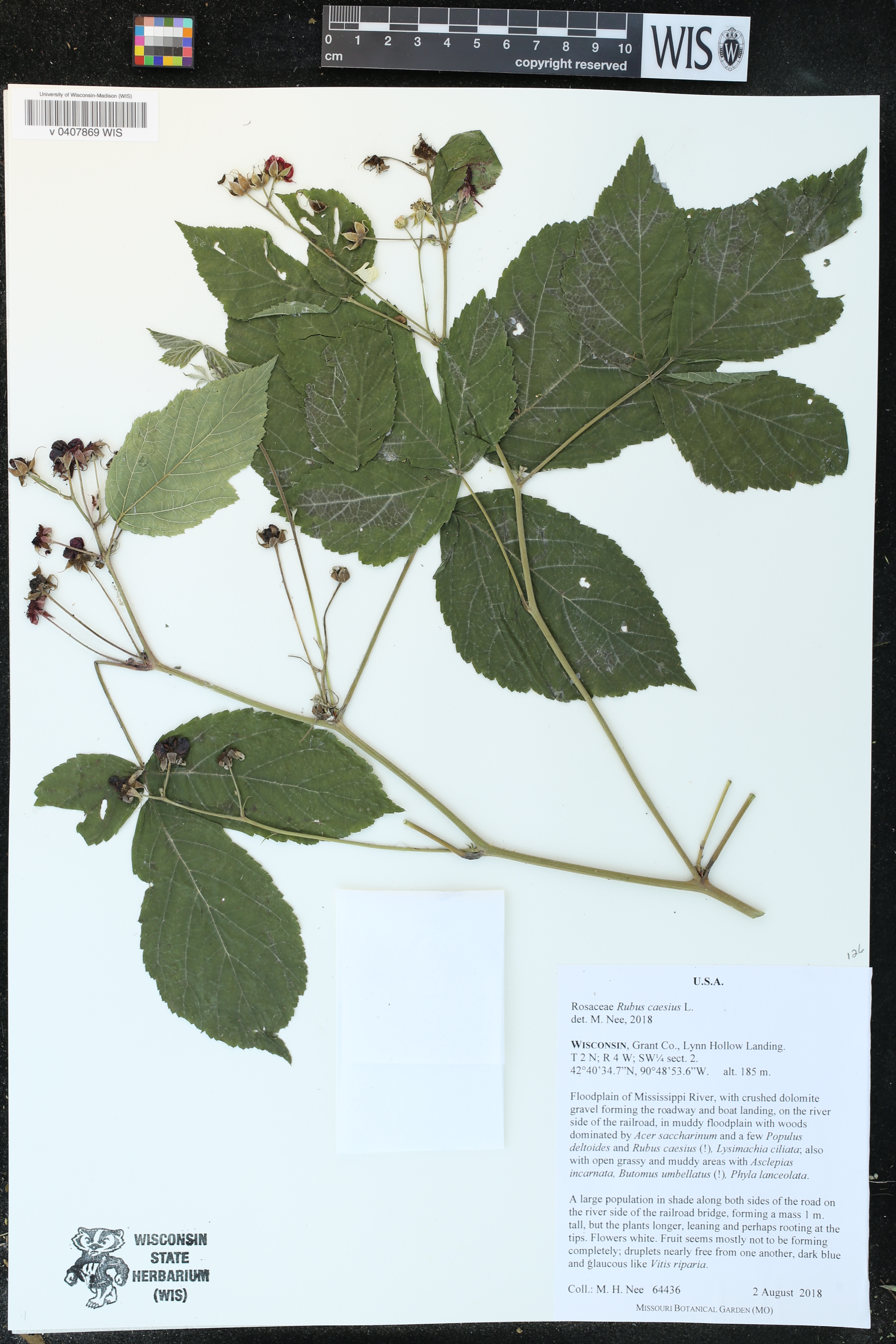 Rubus caesius image