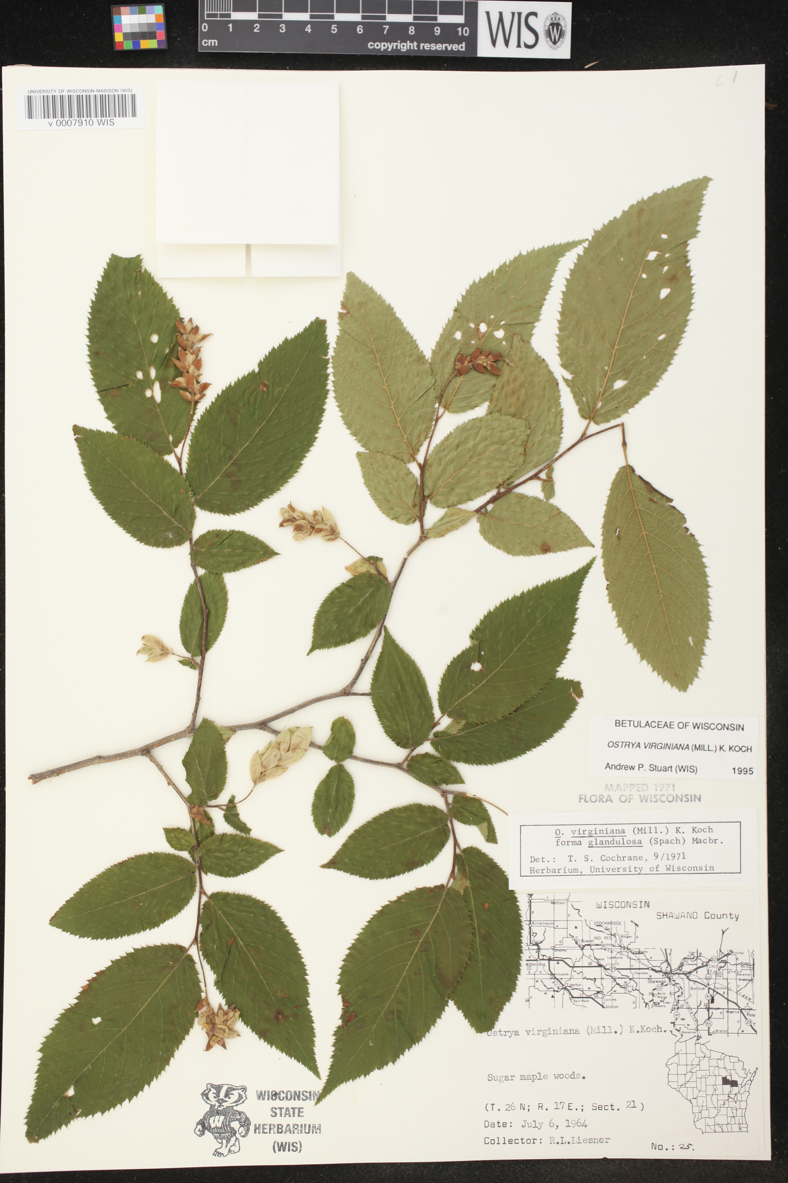 Ostrya virginiana image