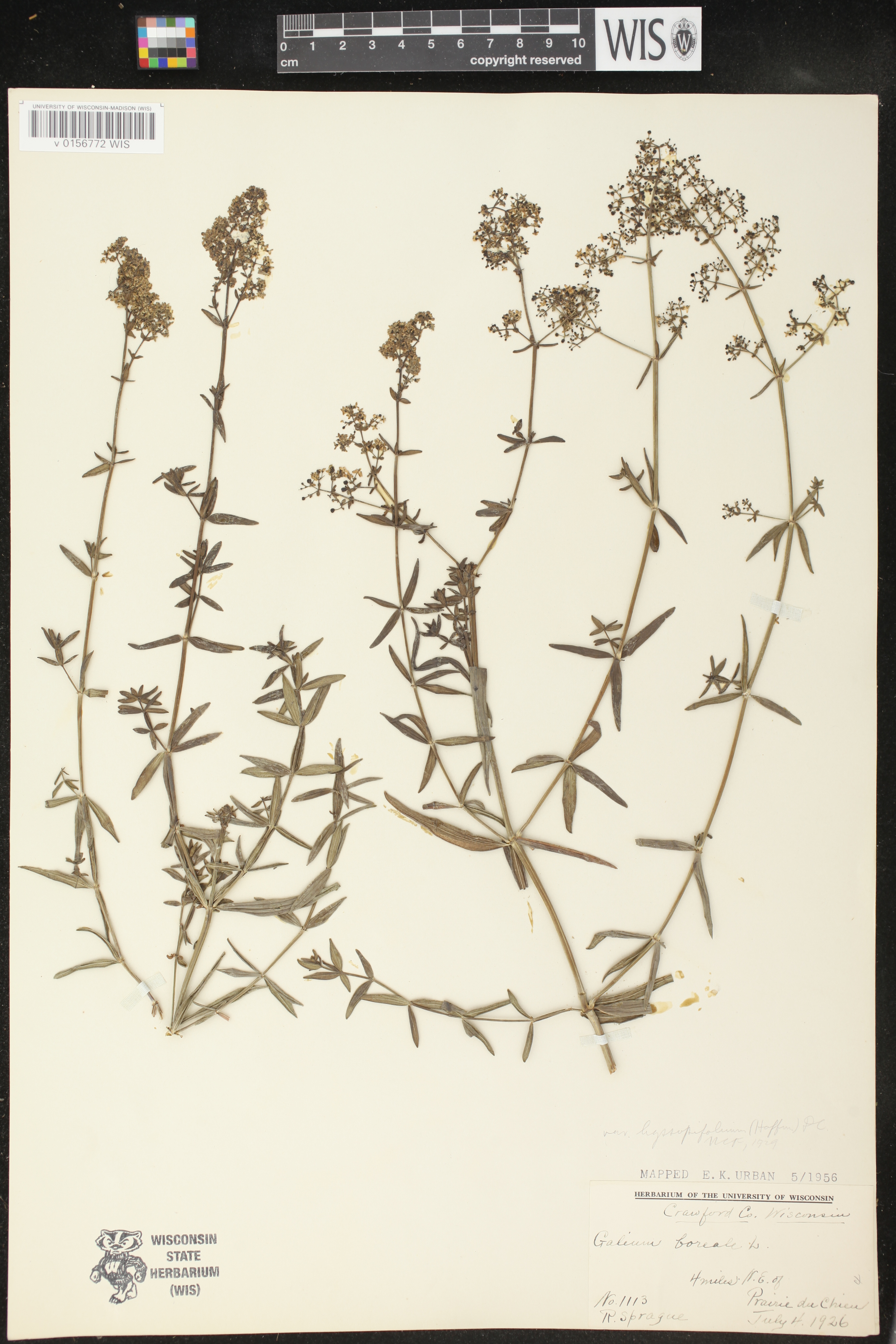 Galium boreale image